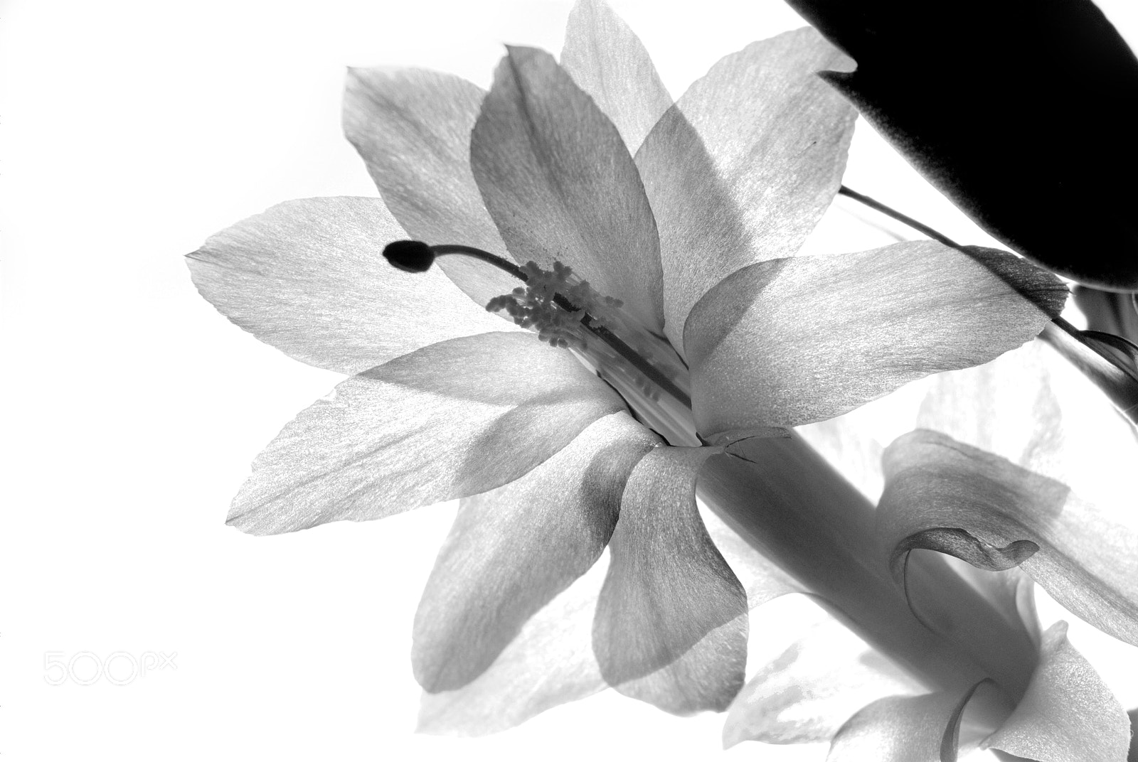Sigma 28-90mm F3.5-5.6 Macro sample photo. Schlumbergera cactus flower photography