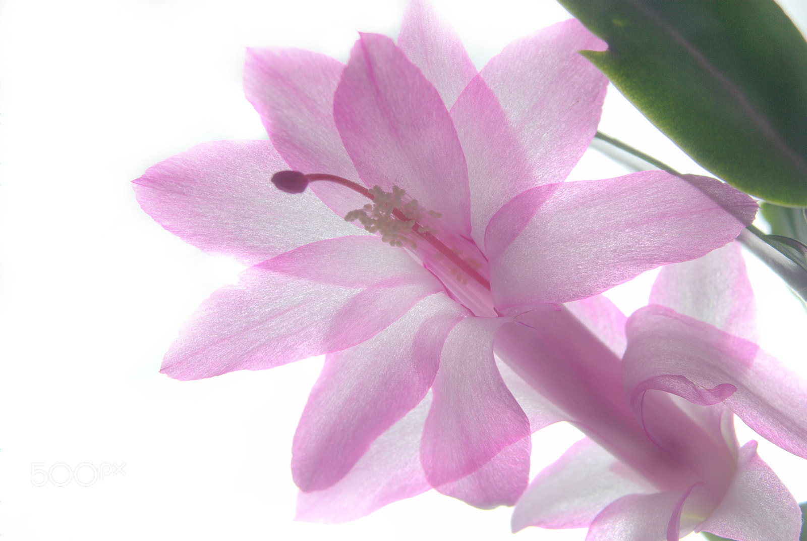 Sigma 28-90mm F3.5-5.6 Macro sample photo. Christmas cactus flower photography