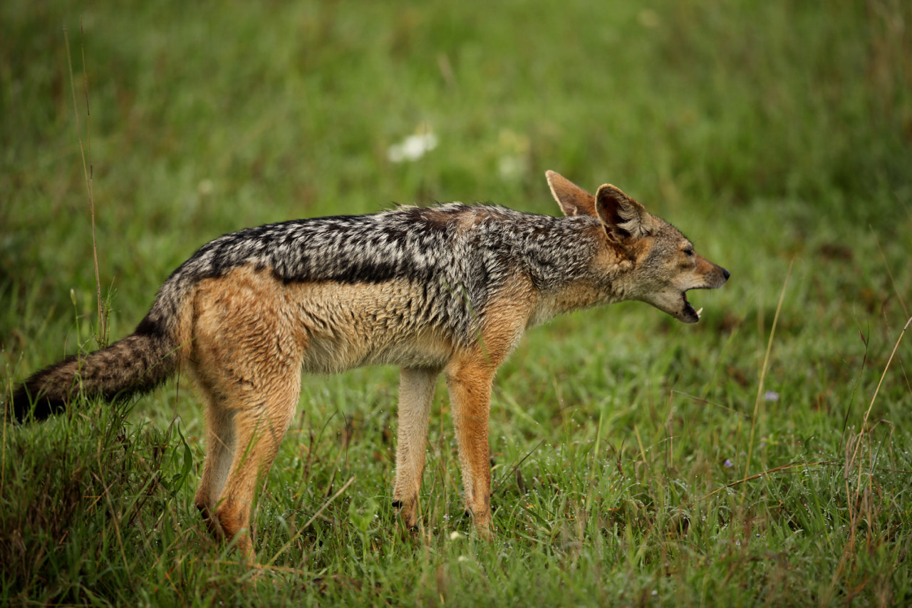 Canon EF 500mm F4L IS II USM sample photo. Silver-backed jackal photography