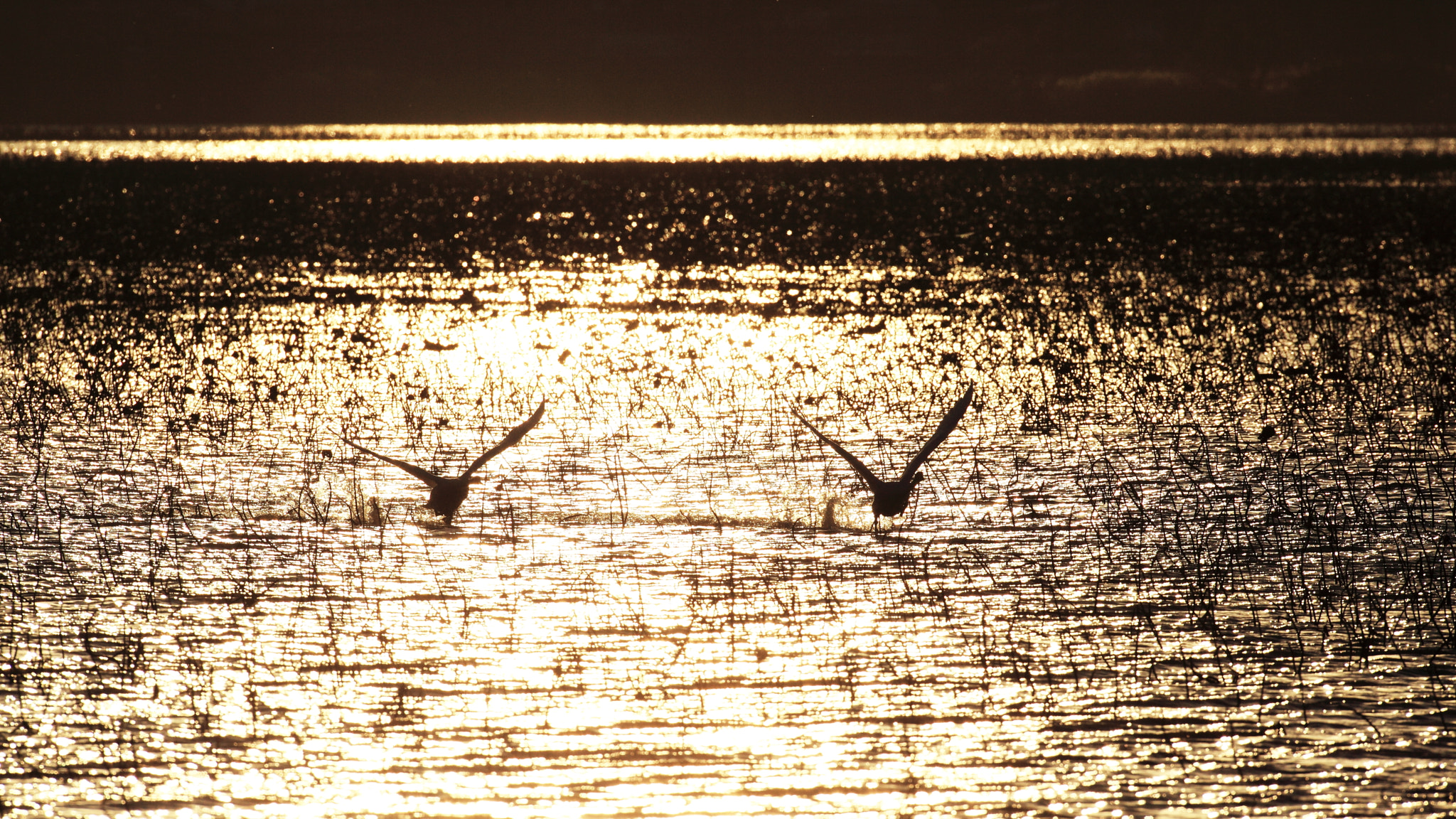 Canon EF 600mm f/4L IS sample photo. In golden light photography