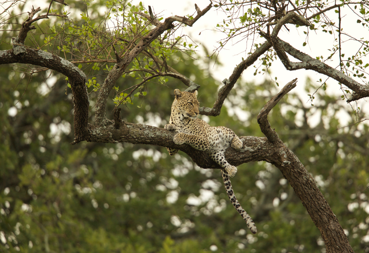 Canon EF 500mm F4L IS II USM sample photo. Leopard in tree photography
