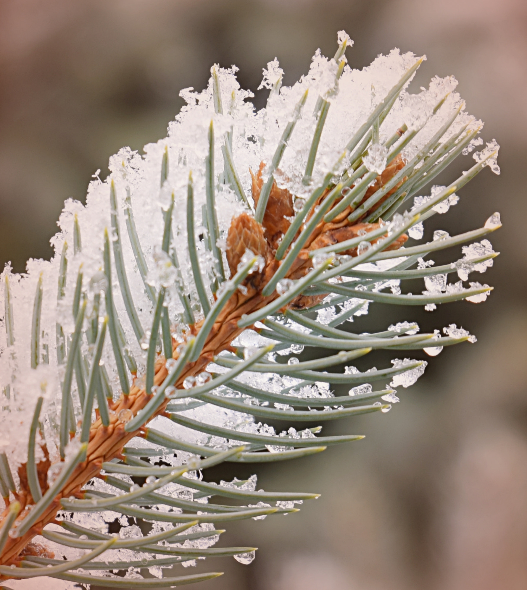 Tamron SP 24-70mm F2.8 Di VC USD sample photo. Pine needles and baby cones photography