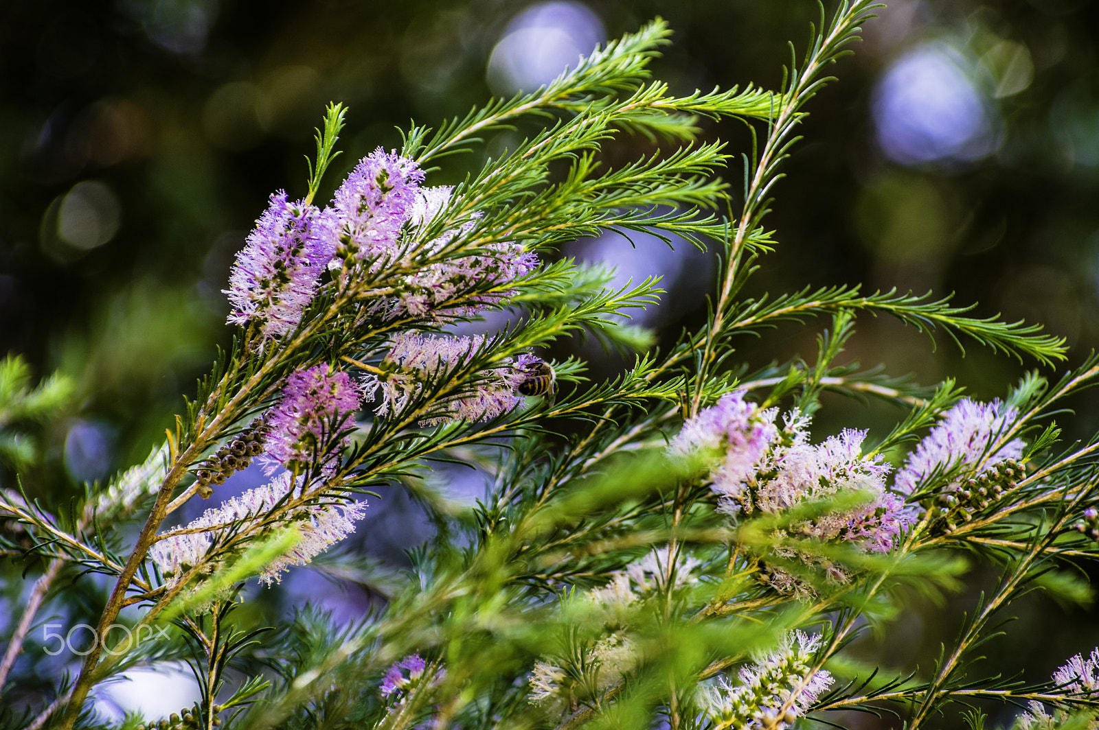 Pentax smc DA* 50-135mm F2.8 ED (IF) SDM sample photo. Bee and flower photography