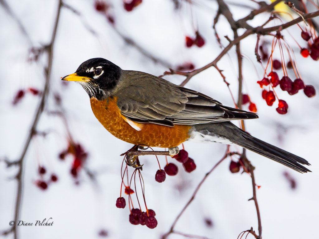 Canon EOS 60D + Canon EF 300mm F2.8L IS II USM sample photo. American robin photography