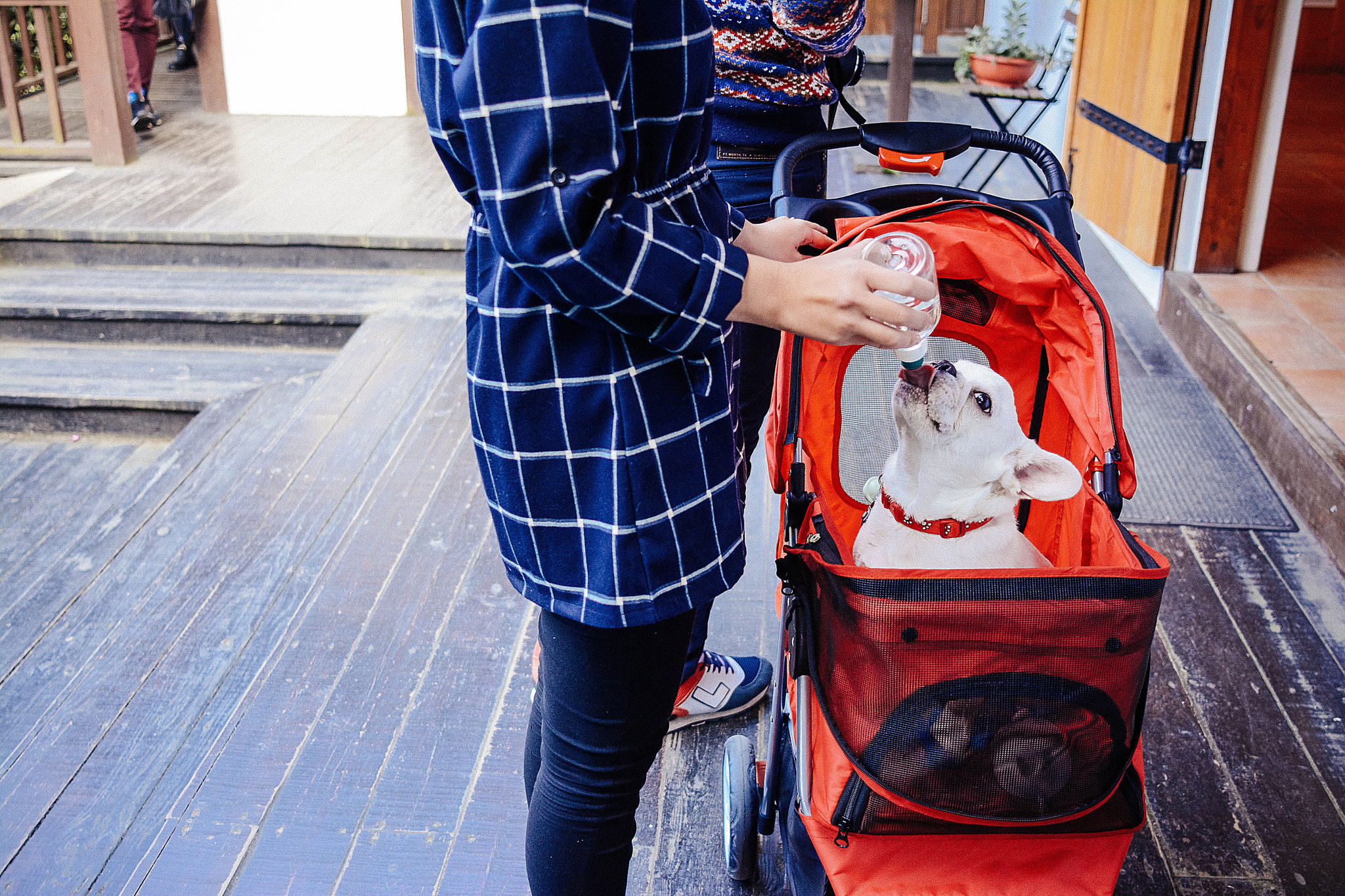 Nikon D7100 + AF Nikkor 24mm f/2.8 sample photo. Pup in pram. lavender farm, taichung. photography