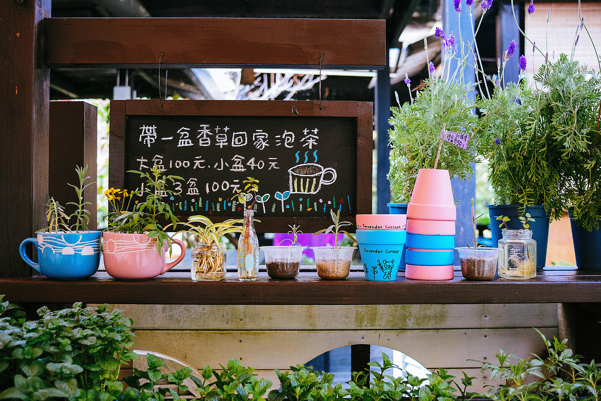 Nikon D7100 + AF Nikkor 24mm f/2.8 sample photo. Pots. lavender farm, taichung. photography