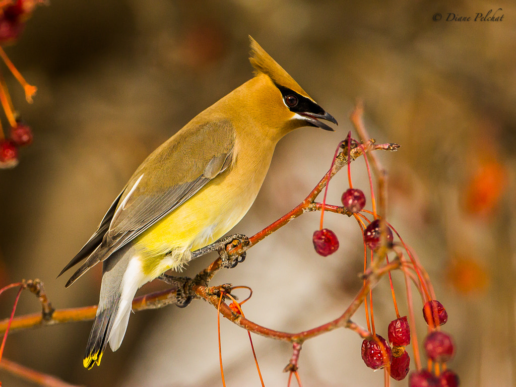 Canon EOS 60D + Canon EF 300mm F2.8L IS II USM sample photo. Cedar waxwing photography