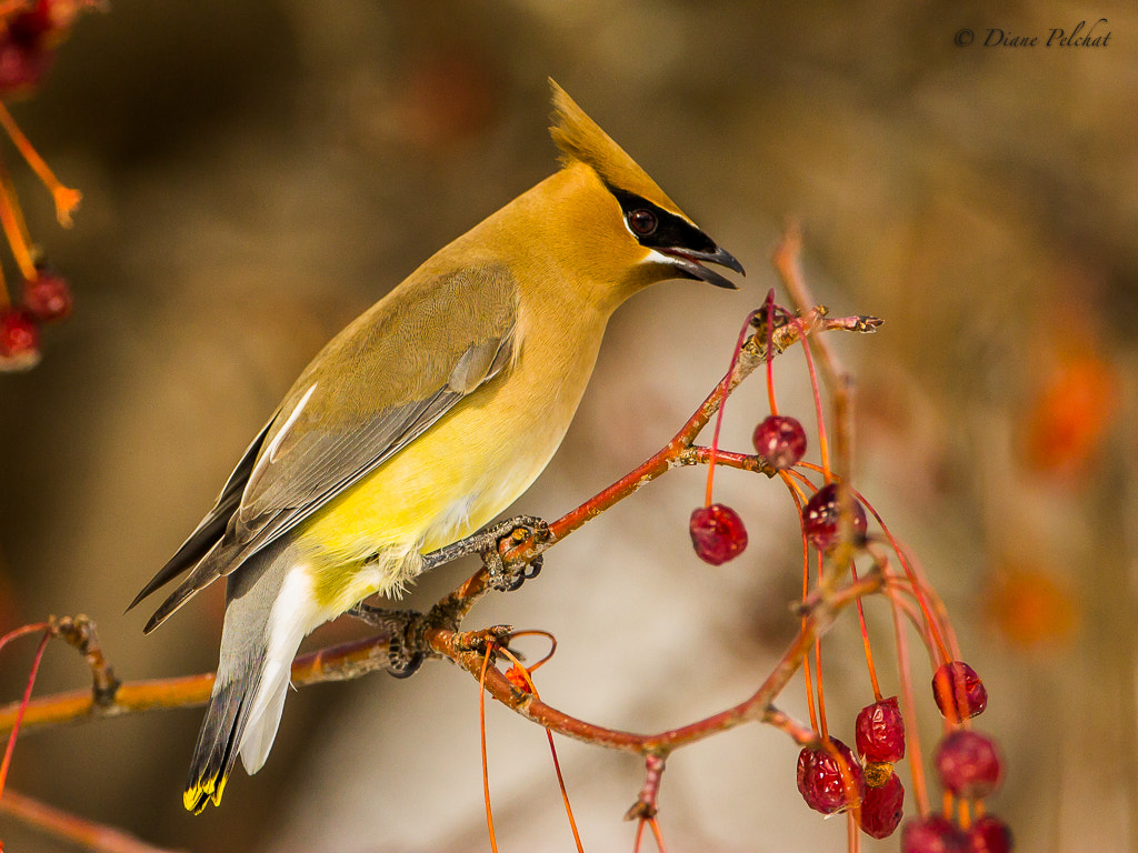 Canon EF 300mm F2.8L IS II USM sample photo. Cedar waxwing photography