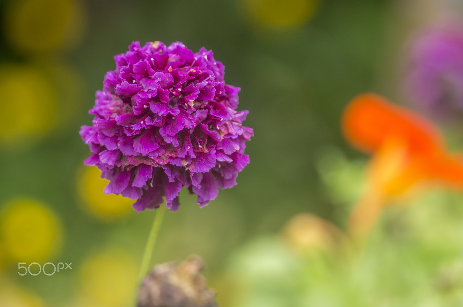 Sony 70-300mm F4.5-5.6 G SSM sample photo. Purple flower photography