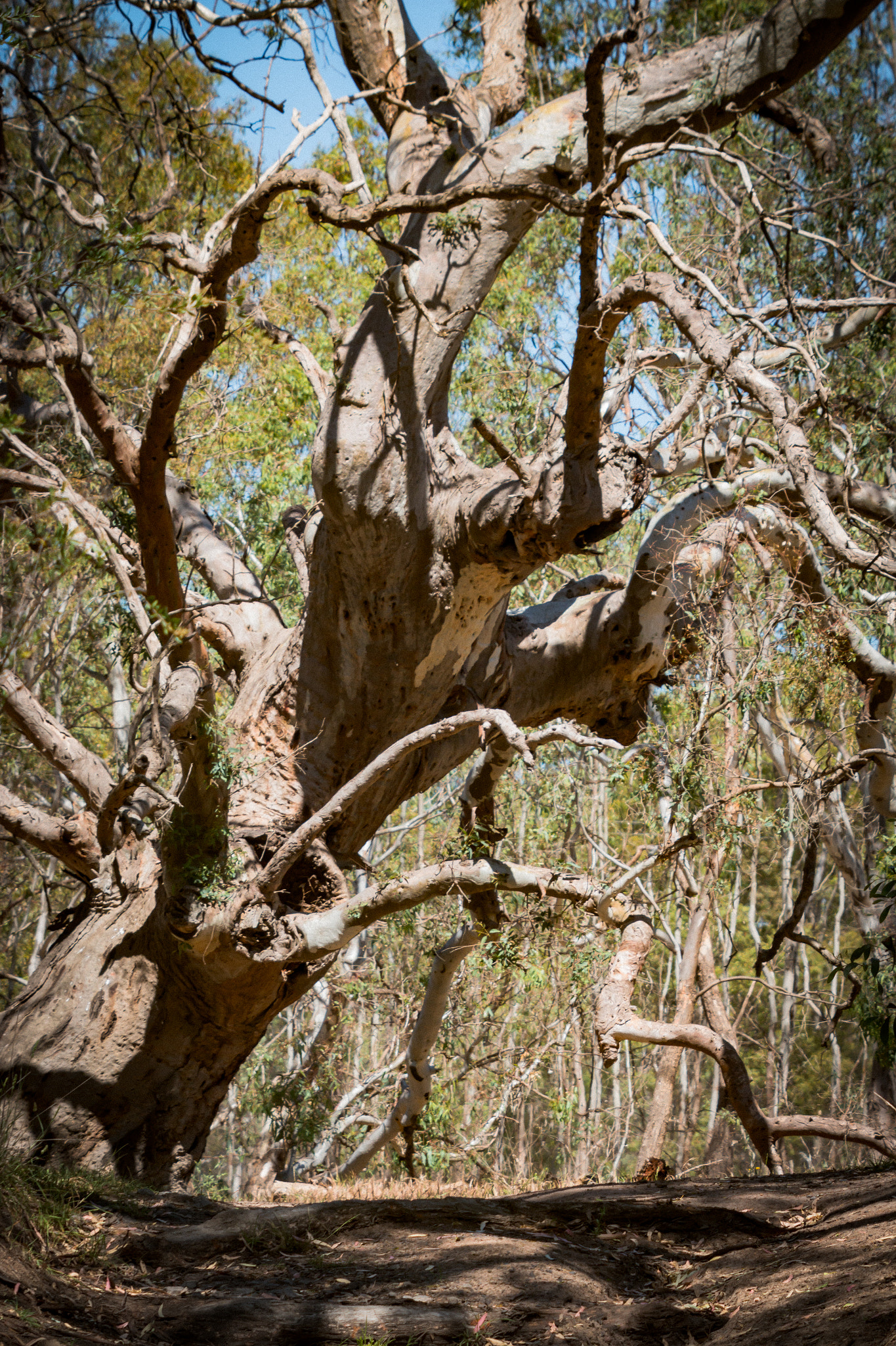 Canon EF 70-200mm F2.8L IS II USM sample photo. Woodlands estate photography