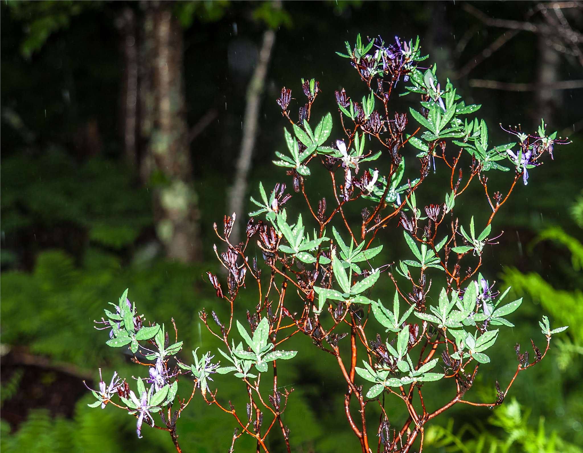 Sigma 24-70mm F2.8 EX DG HSM sample photo. Wildflower maine photography