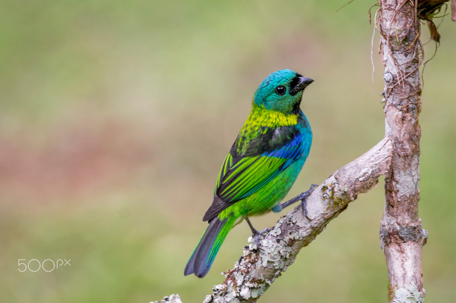 Sony 70-300mm F4.5-5.6 G SSM sample photo. Tangara seledon photography