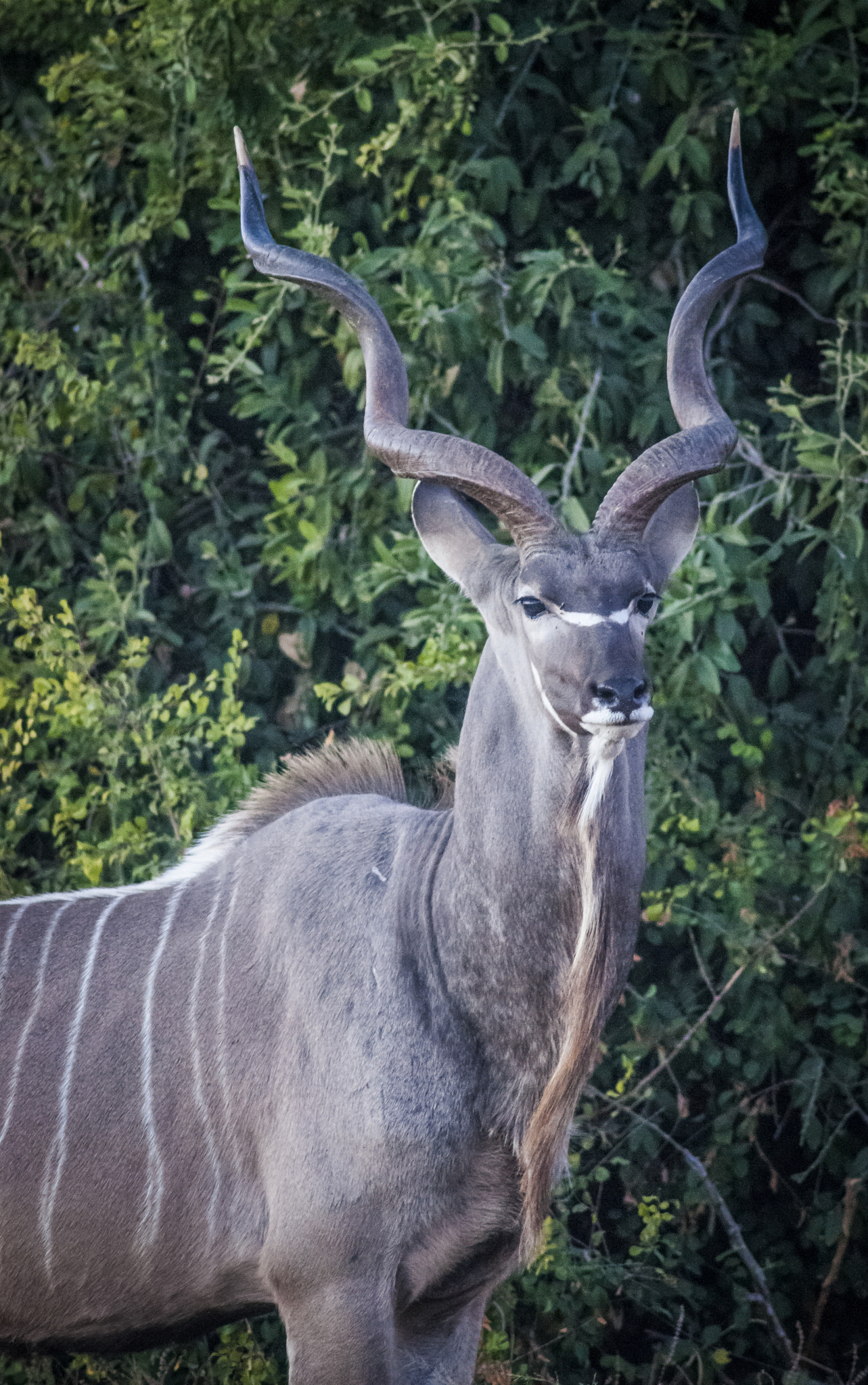 Minolta AF 300mm F4 HS-APO G sample photo. Kudu photography