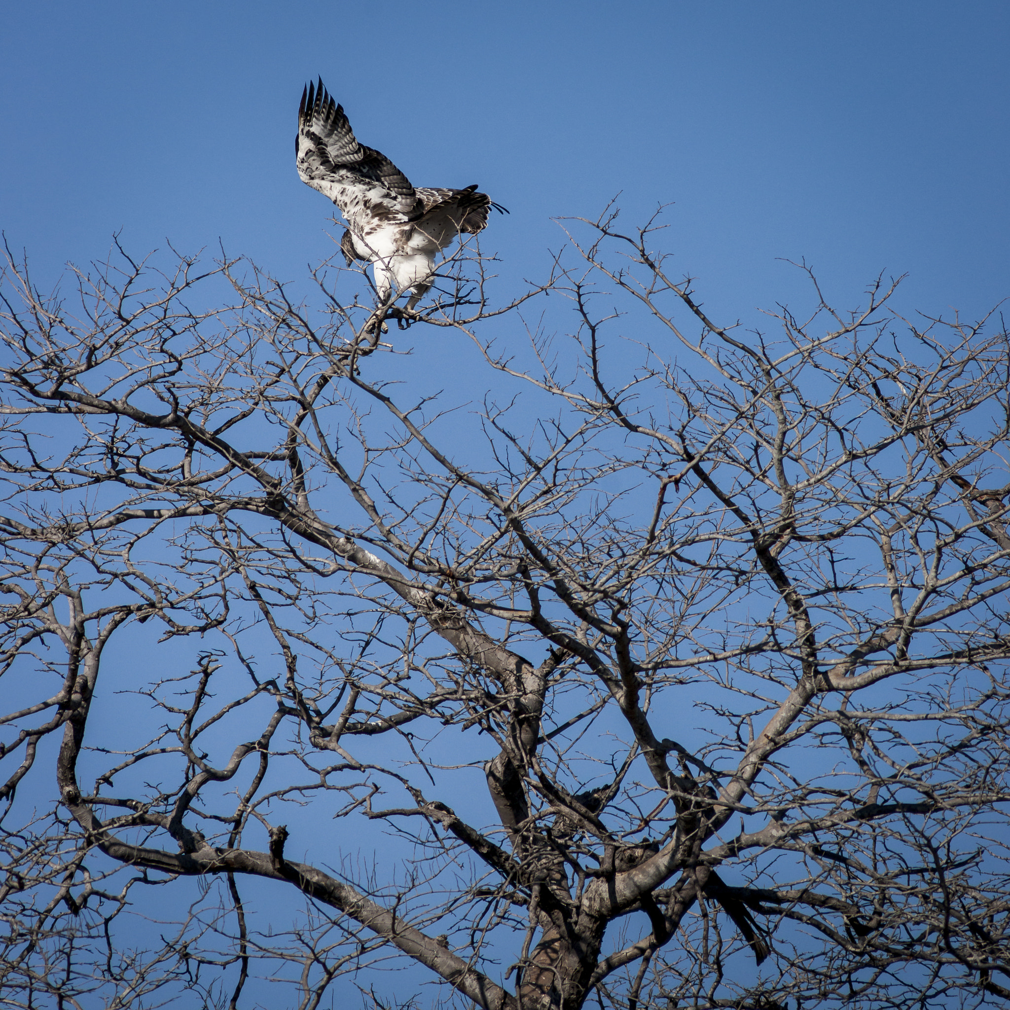 Minolta AF 300mm F4 HS-APO G sample photo. Eagle in the trees photography