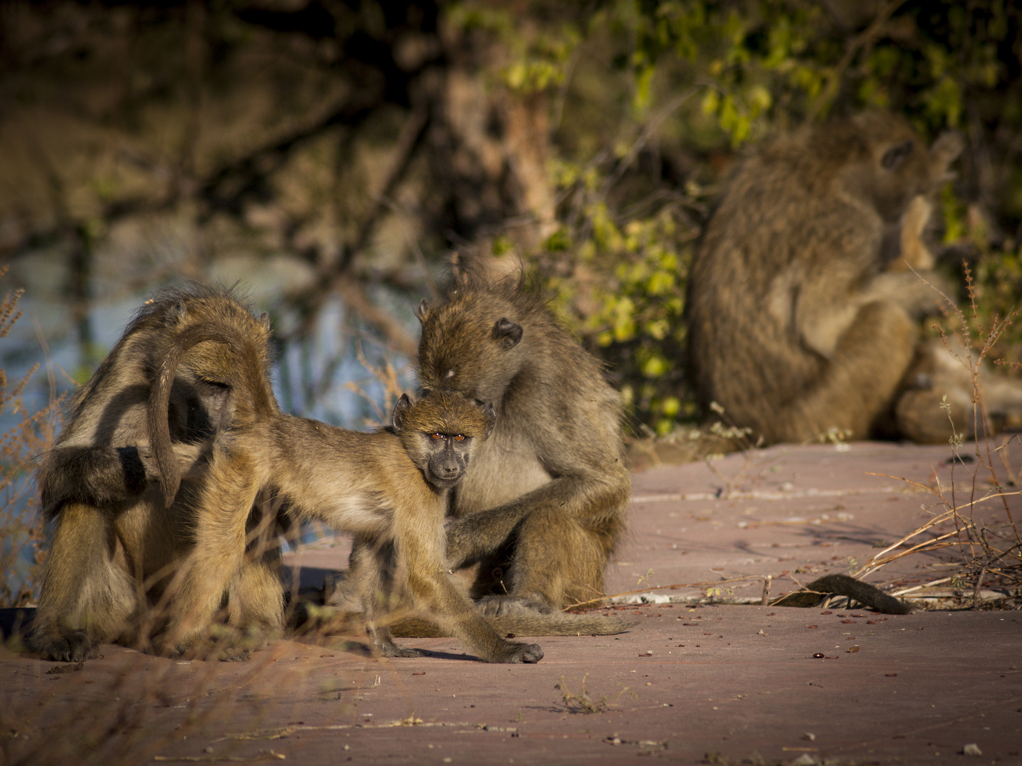 Minolta AF 300mm F4 HS-APO G sample photo. Baby baboon looking photography