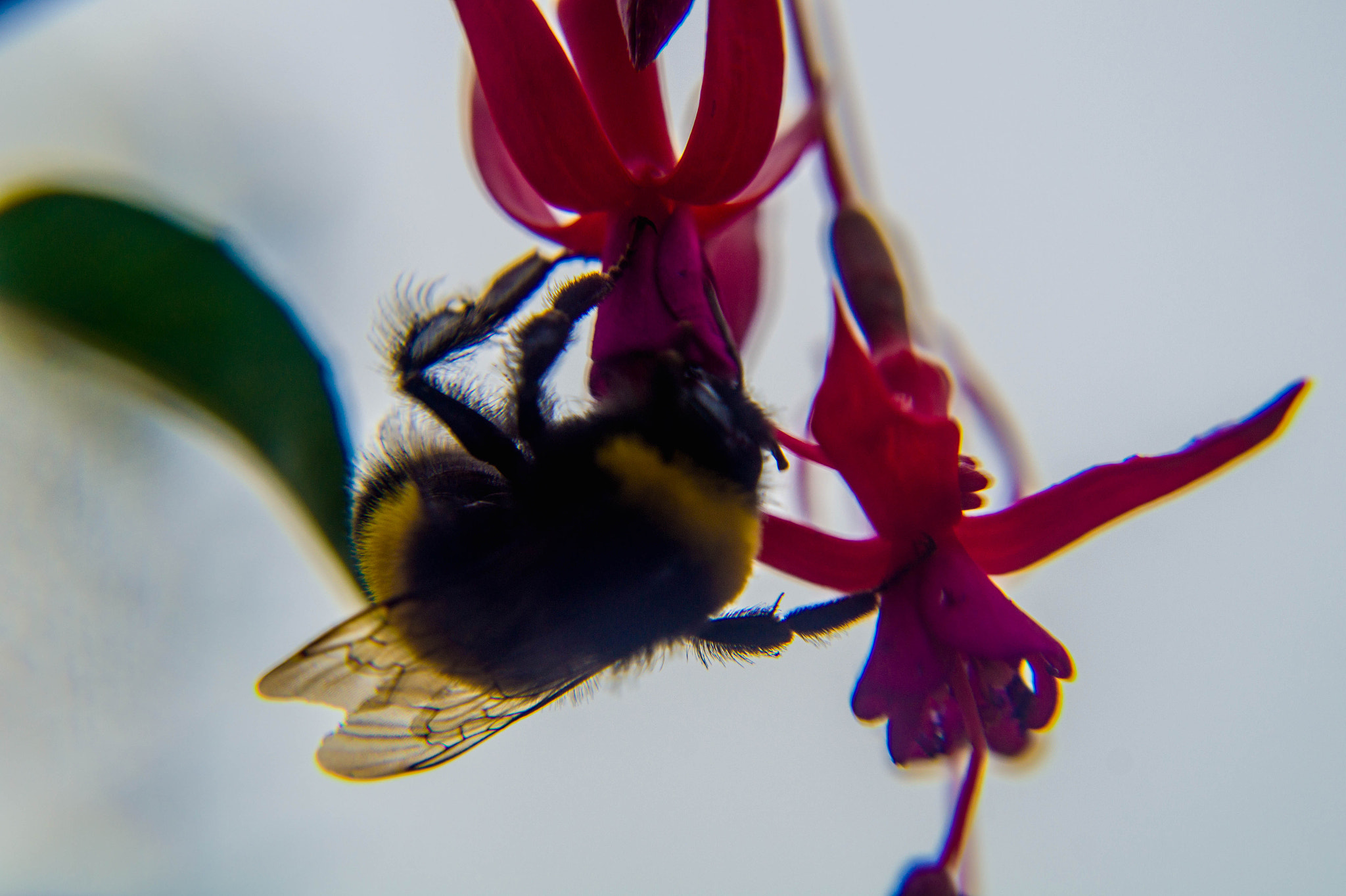 Sony SLT-A58 + Minolta AF 28-85mm F3.5-4.5 sample photo. Bombus terrestris photography