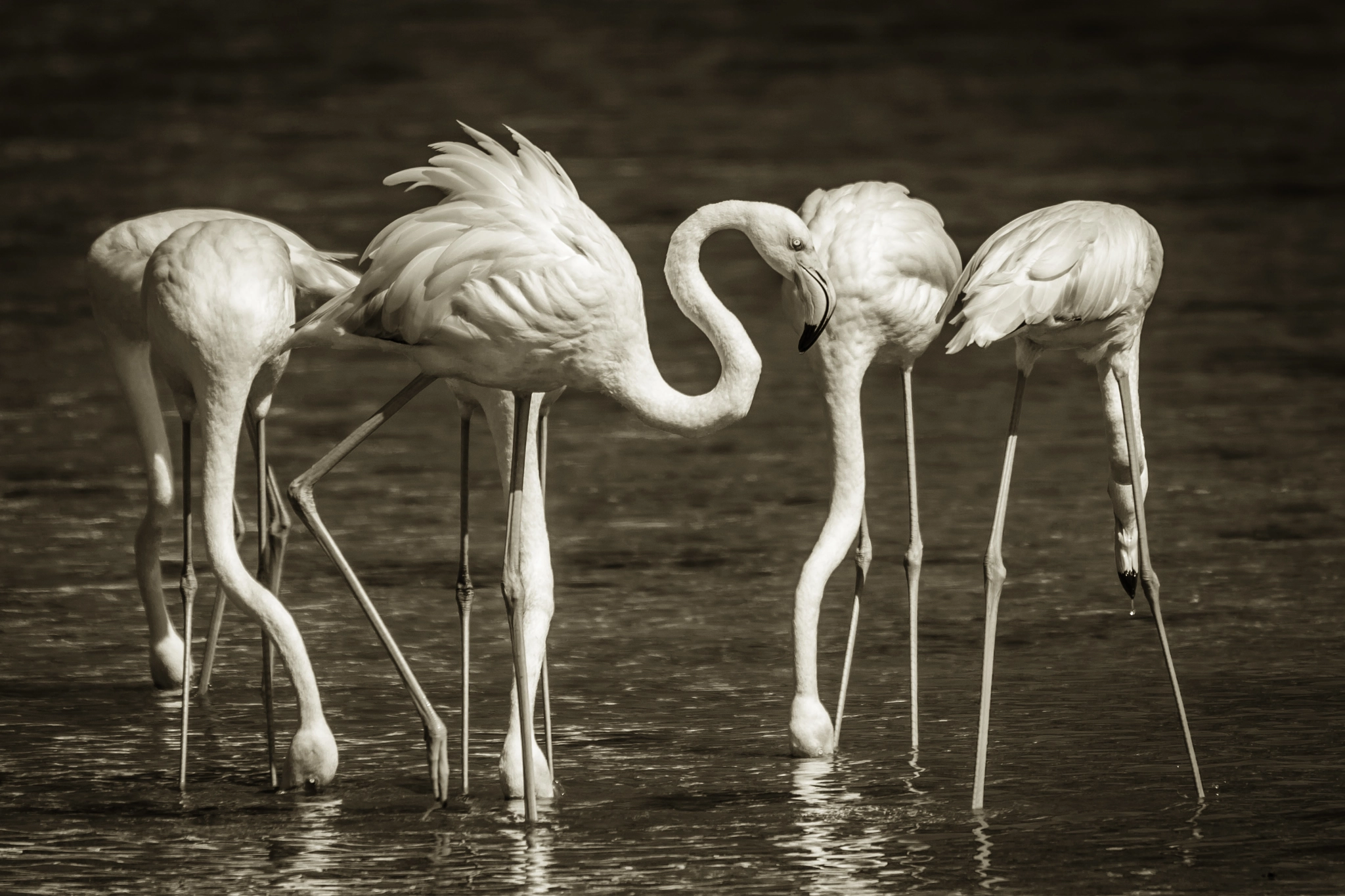 Sigma 150-500mm F5-6.3 DG OS HSM sample photo. Flamingos photography