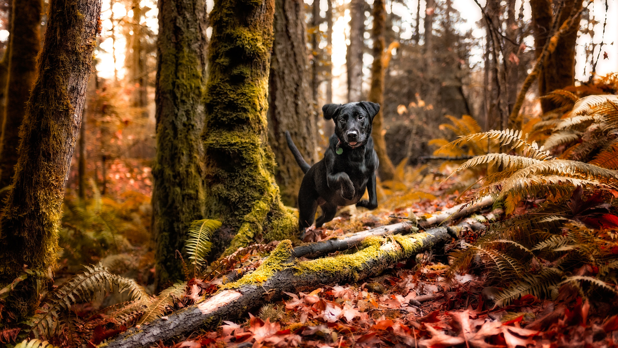 Nikon D610 + AF-S Nikkor 35mm f/1.8G sample photo. Sadie leaps! photography