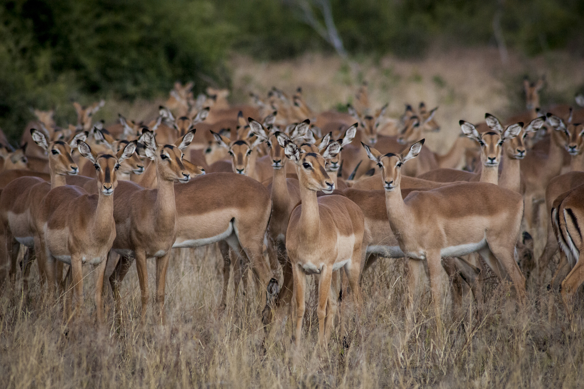 Sony Alpha DSLR-A900 + Minolta AF 300mm F4 HS-APO G sample photo. Impalas photography