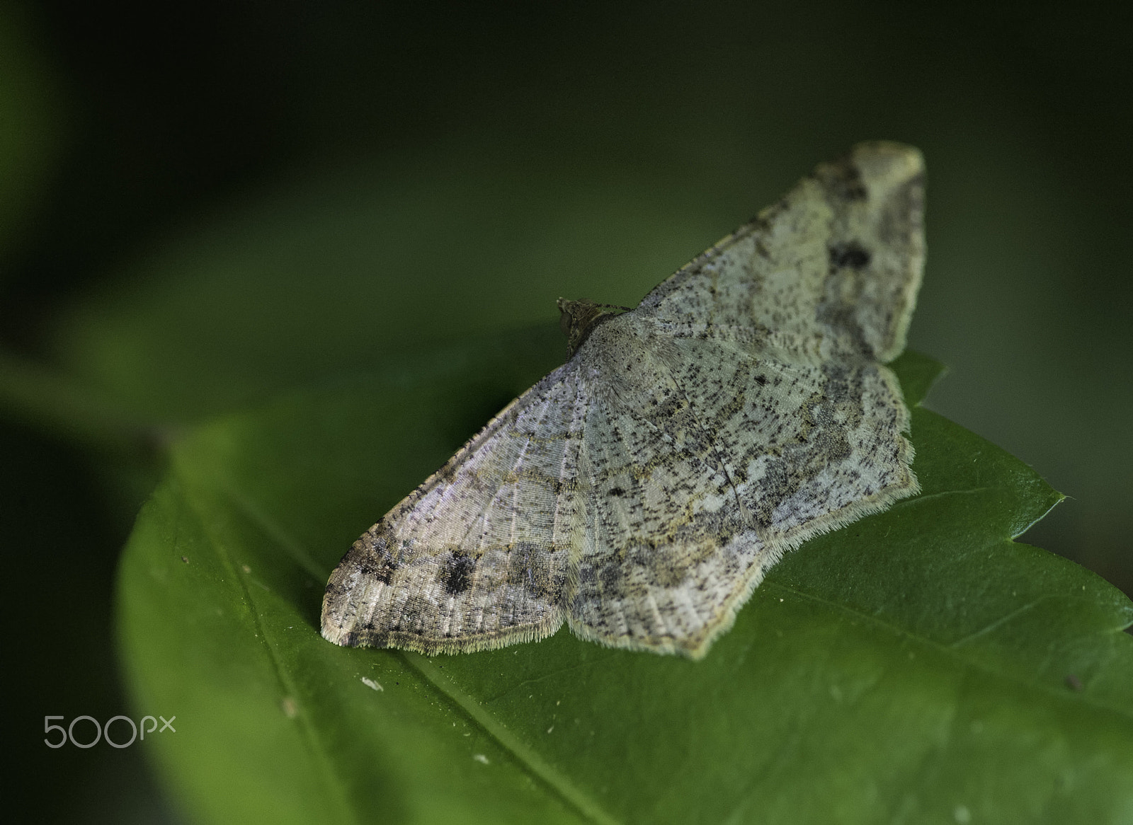 Nikon D4 sample photo. Salt and pepper moth on hibiscus photography