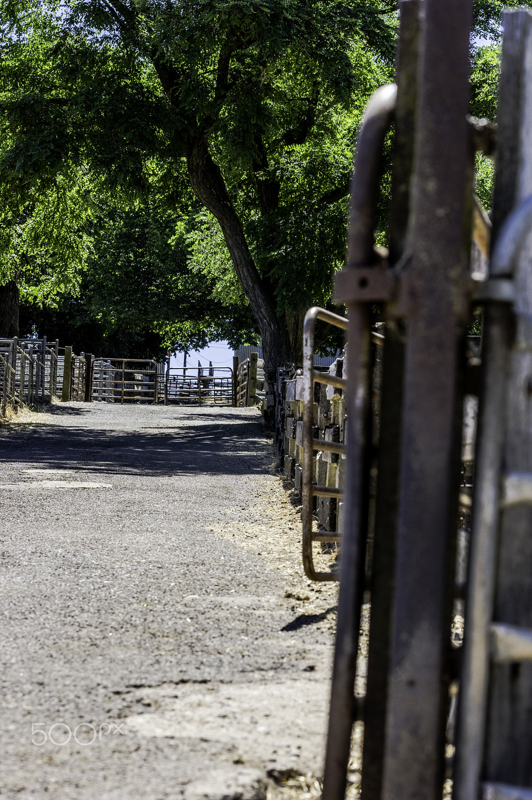 Pentax smc DA* 50-135mm F2.8 ED (IF) SDM sample photo. Sale yards photography
