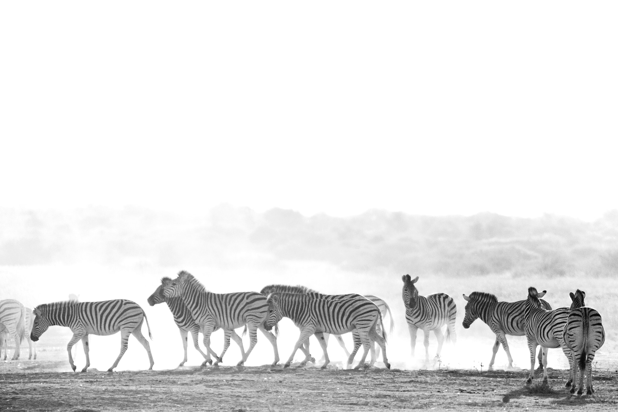 Canon EOS 5D Mark II + Canon EF 70-200mm F2.8L IS USM sample photo. Zebra herd photography