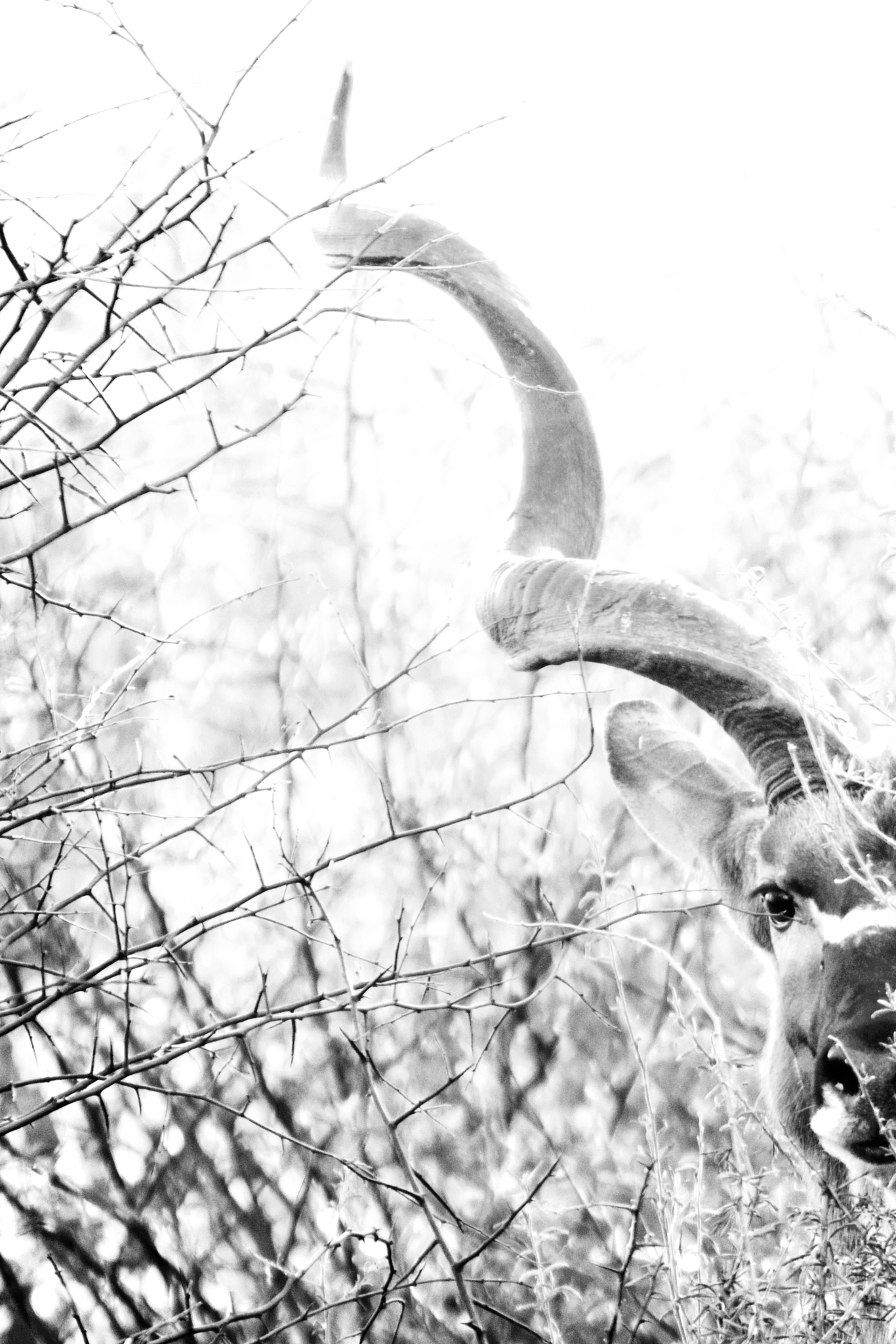 Canon EF 70-200mm F2.8L IS USM sample photo. Kudu photography