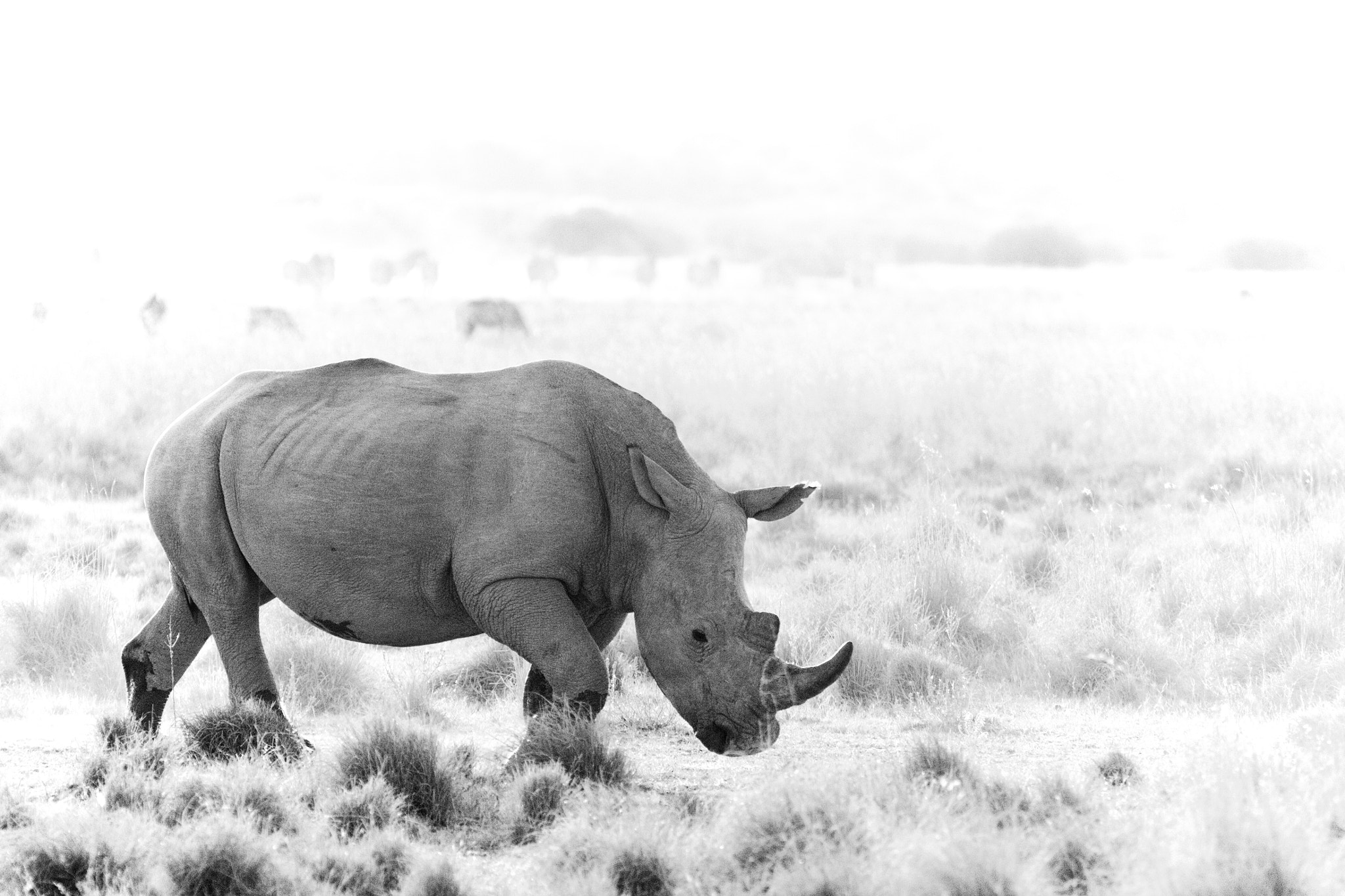 Canon EOS 5D Mark II + Canon EF 70-200mm F2.8L IS USM sample photo. White rhino photography