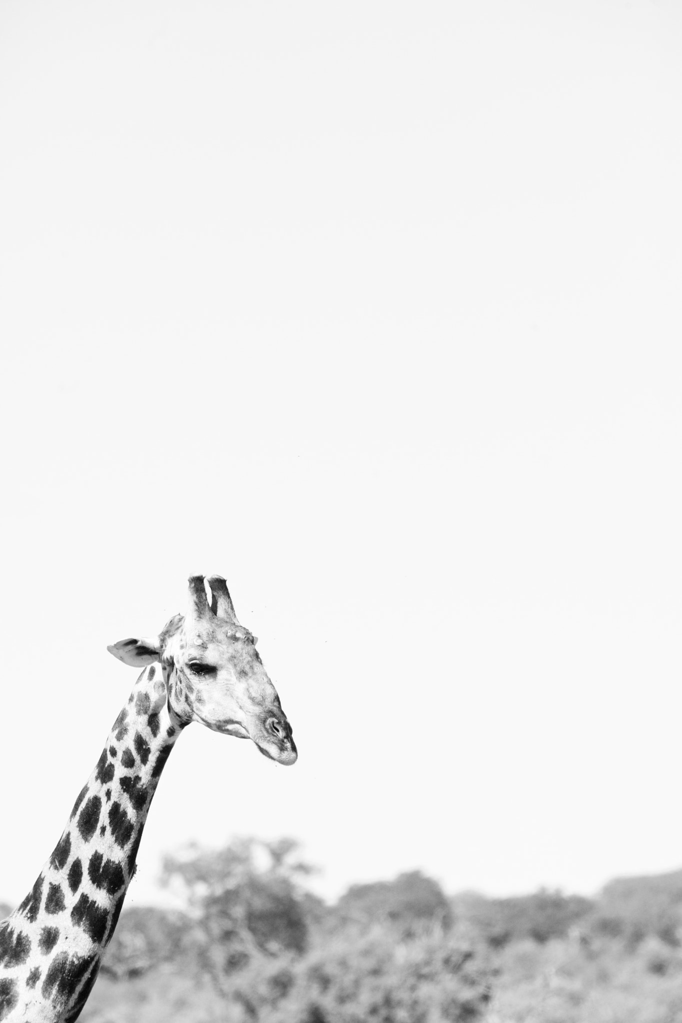 Canon EF 70-200mm F2.8L IS USM sample photo. Angolan giraffe photography