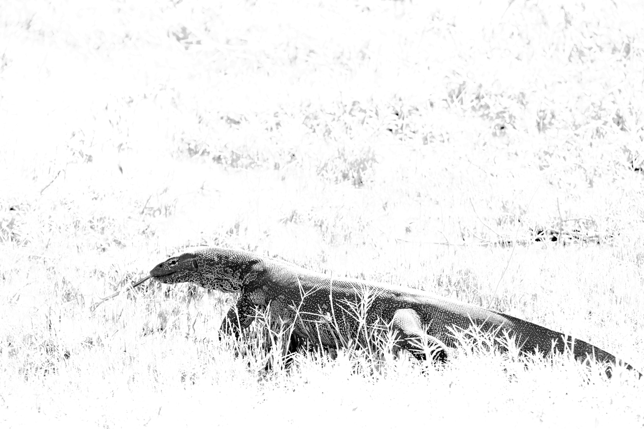 Canon EF 70-200mm F2.8L IS USM sample photo. Monitor lizard photography