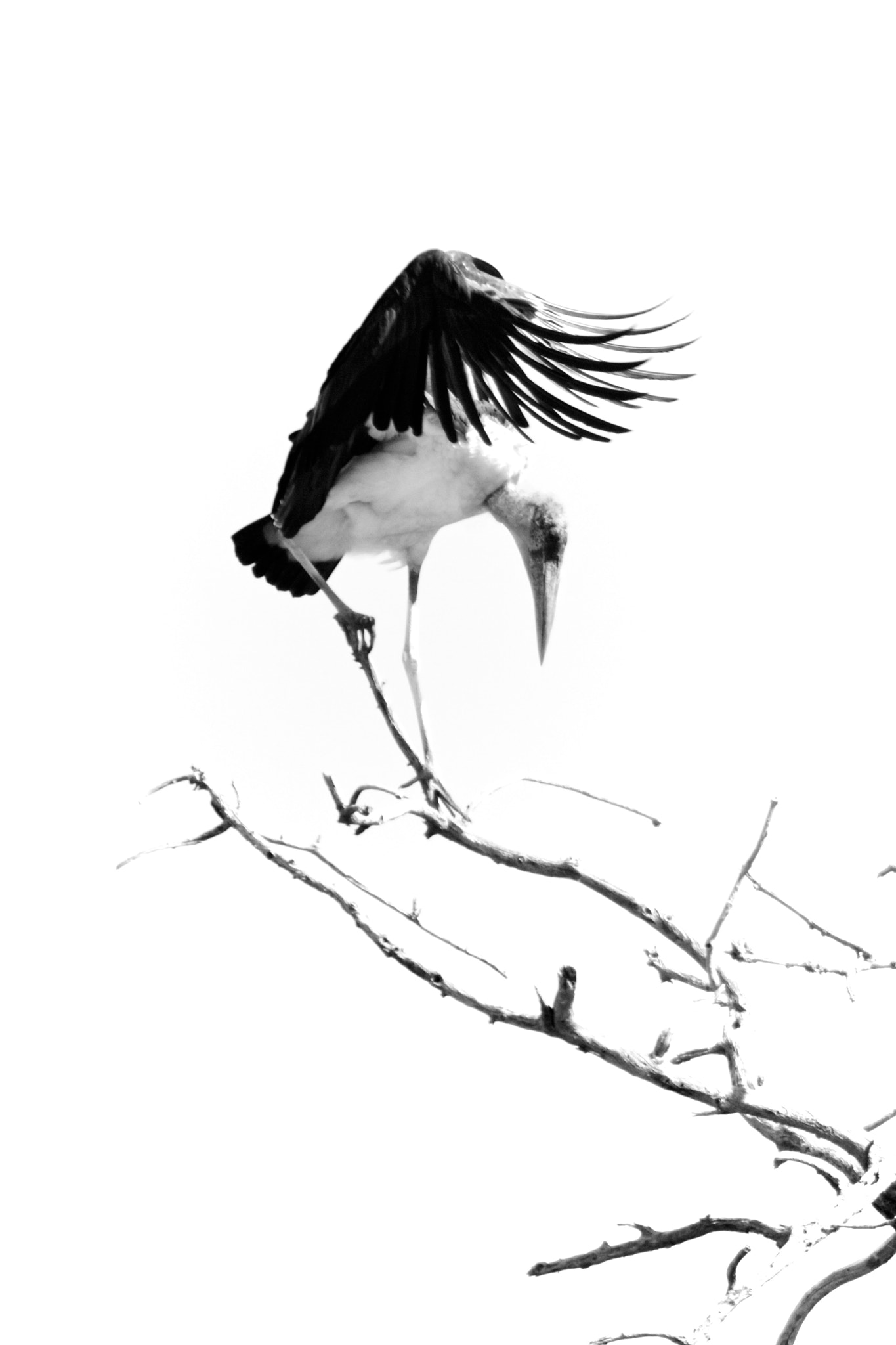 Canon EF 70-200mm F2.8L IS USM sample photo. Marabou stork photography