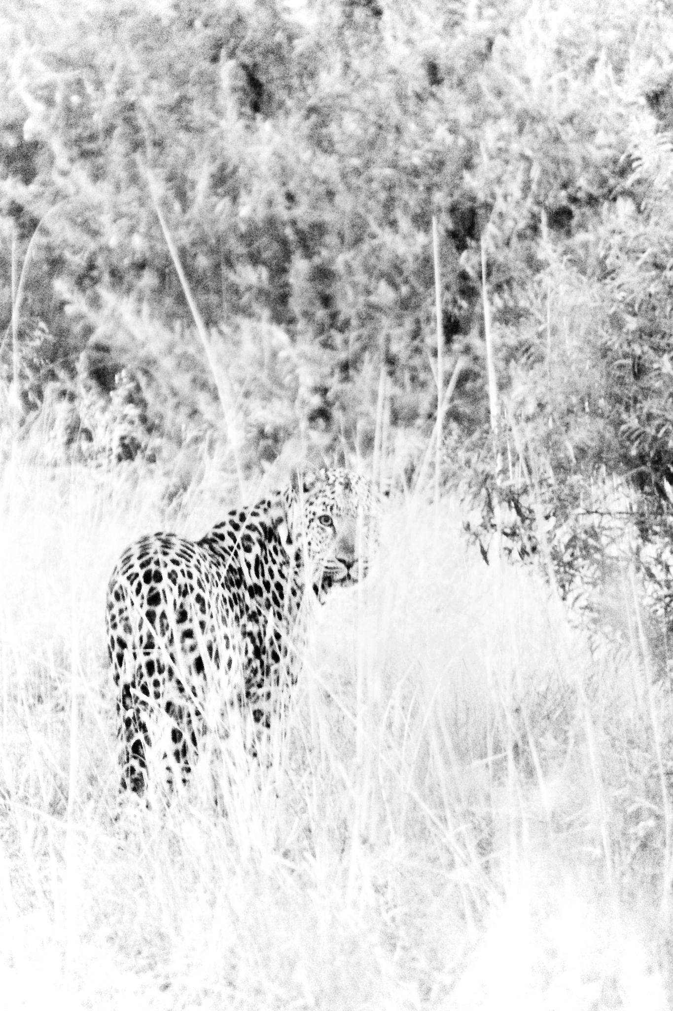 Canon EF 70-200mm F2.8L IS USM sample photo. Elusive leopard, botswana photography