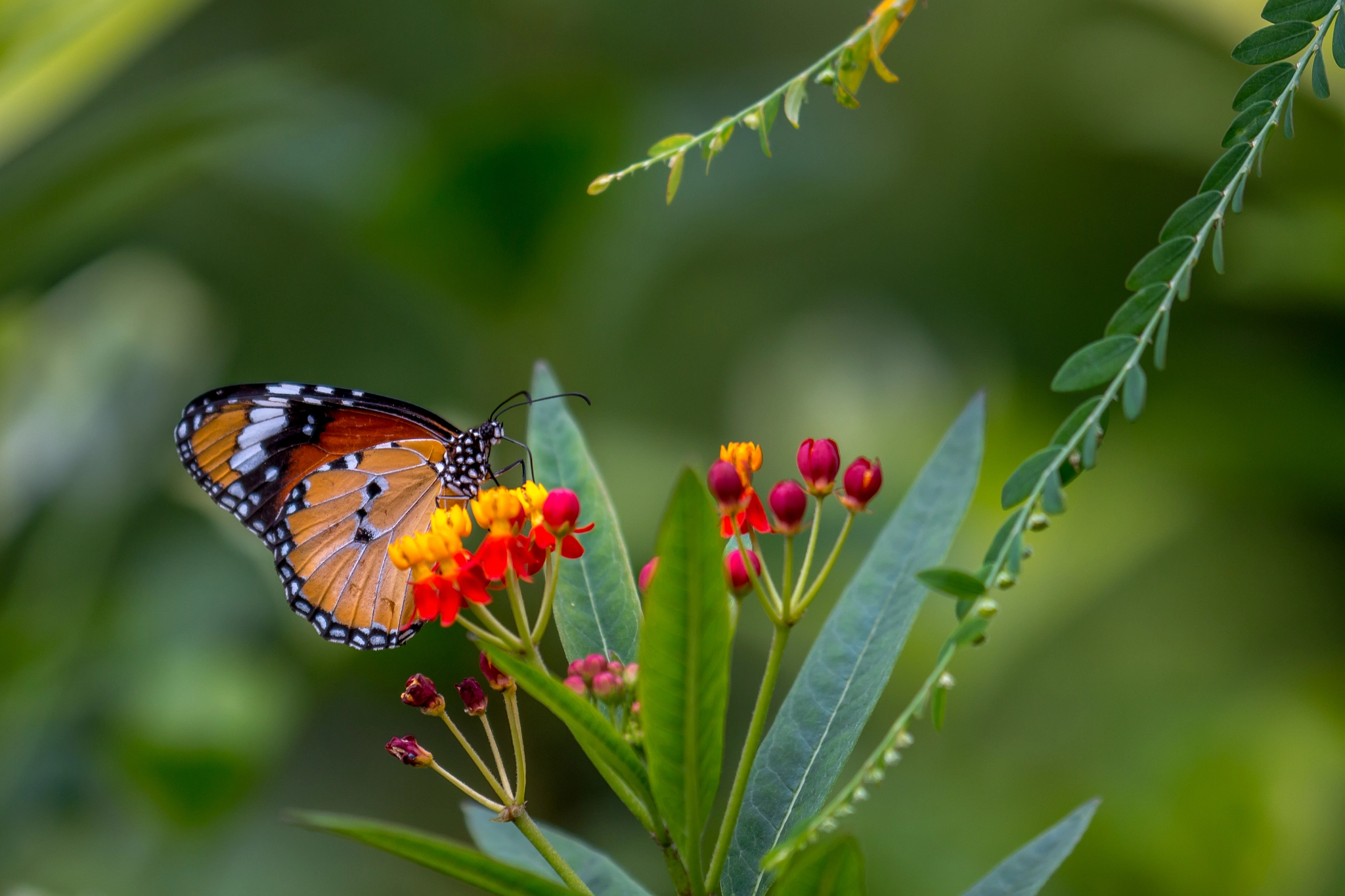Canon EF 180mm F3.5L Macro USM sample photo. Butterfly on a flower. photography