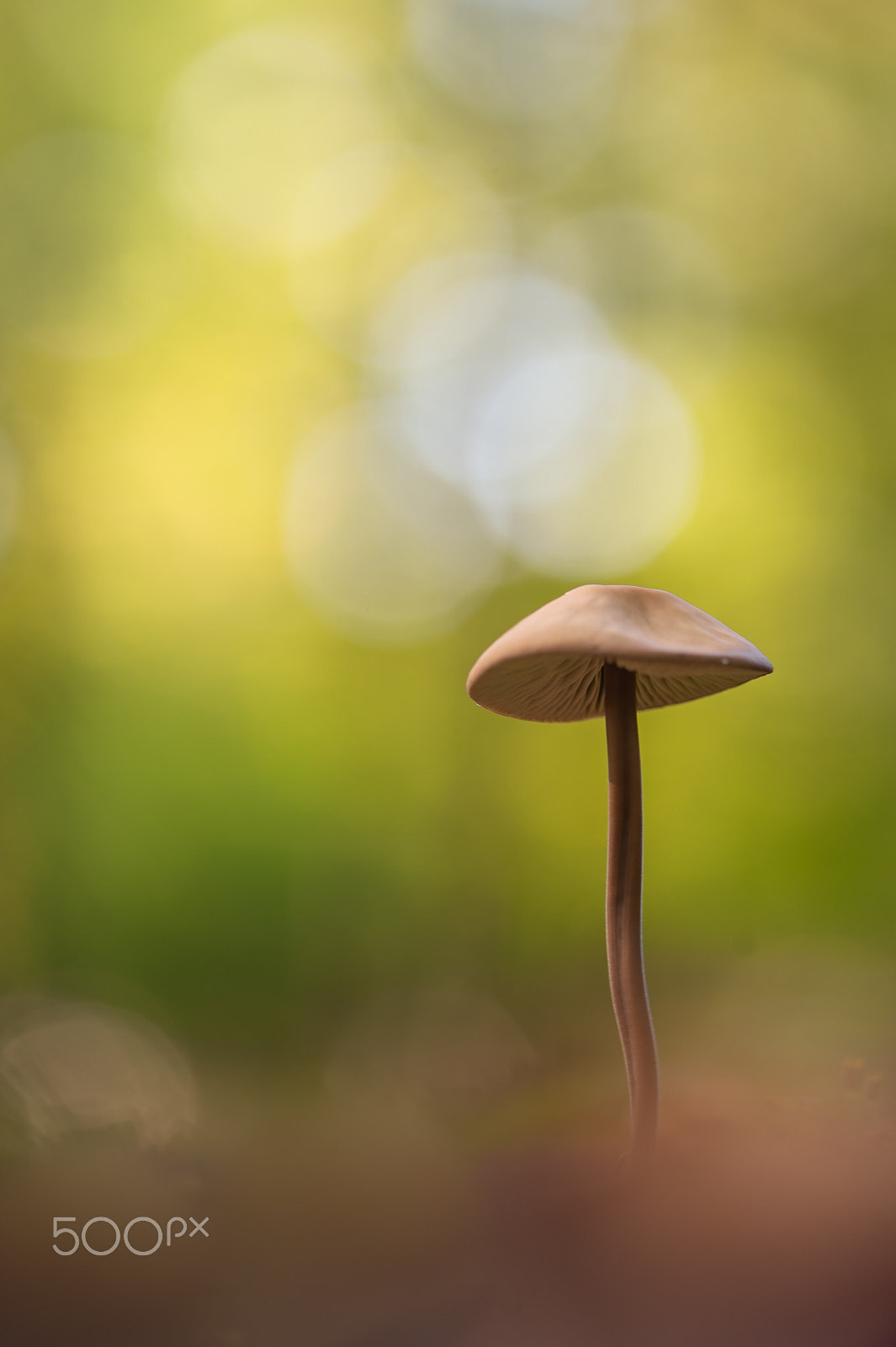 Nikon D700 + Tamron SP 90mm F2.8 Di VC USD 1:1 Macro (F004) sample photo. Deep in the forest photography
