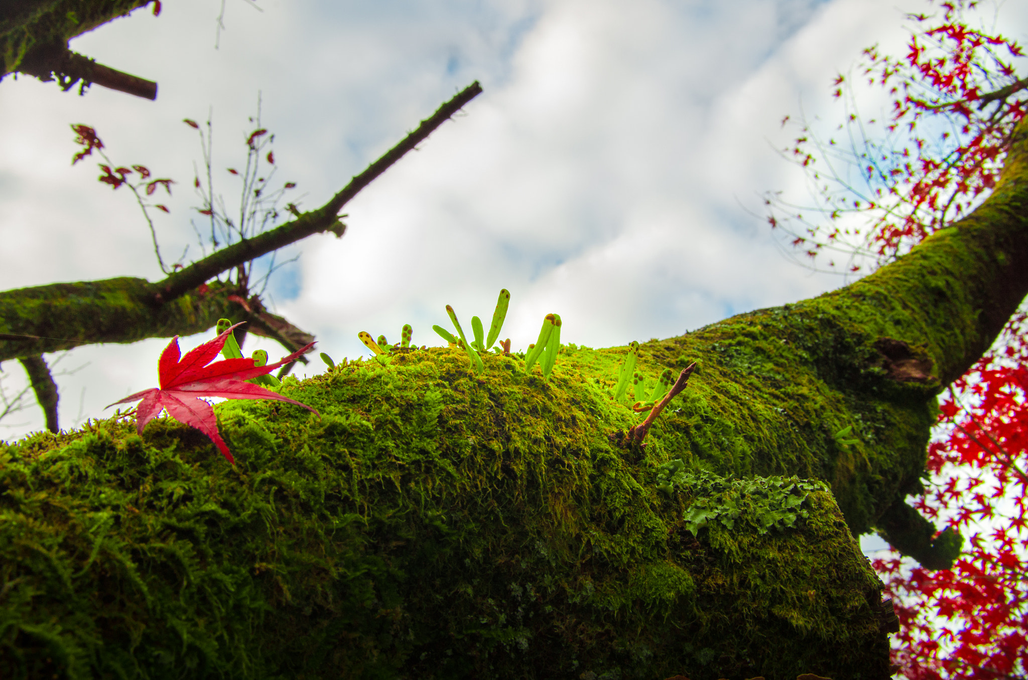 Pentax smc DA 16-45mm F4 ED AL sample photo. Cute leaves photography