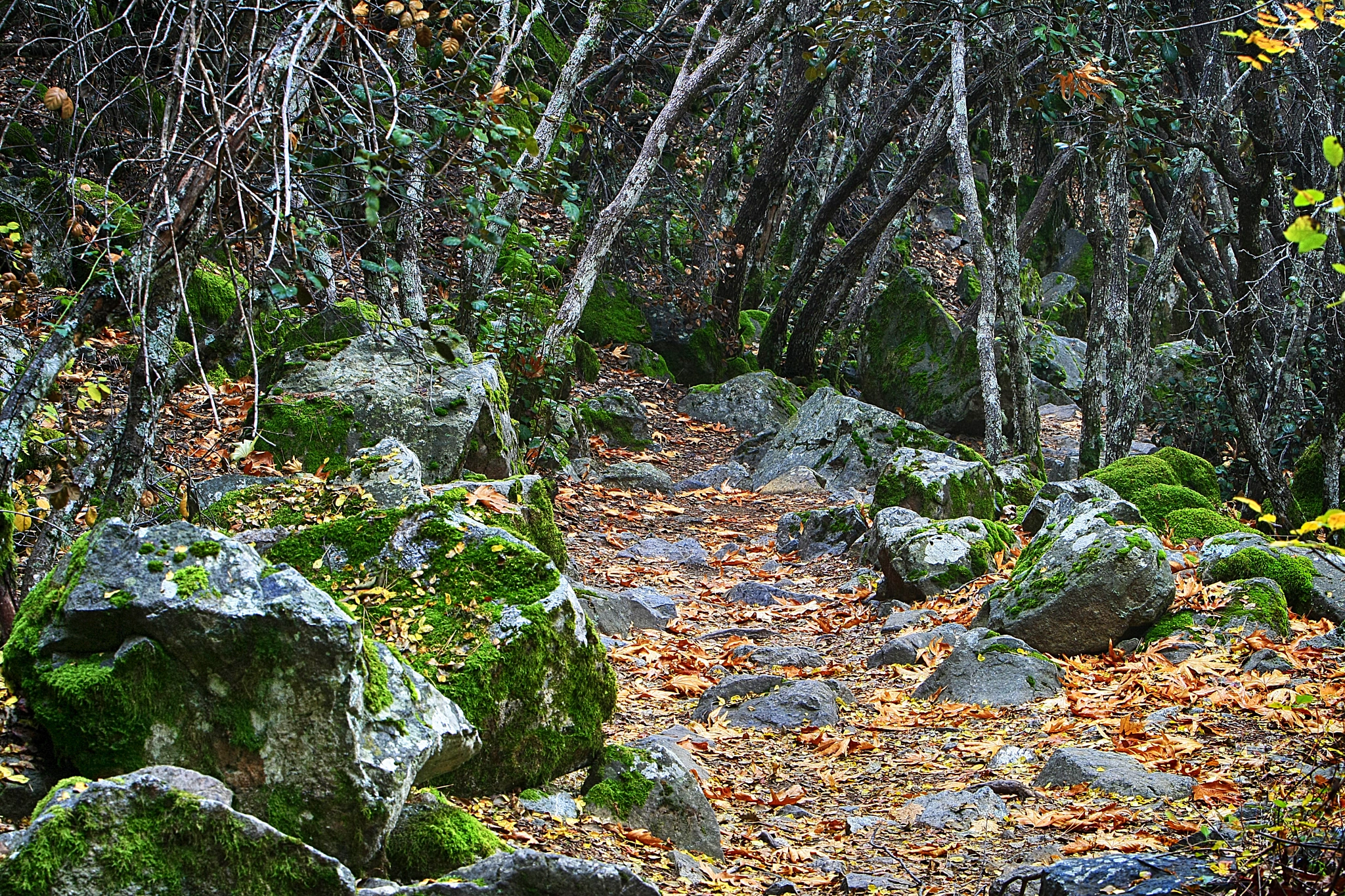 Canon EF 70-200mm F2.8L IS USM sample photo. Walking trail photography