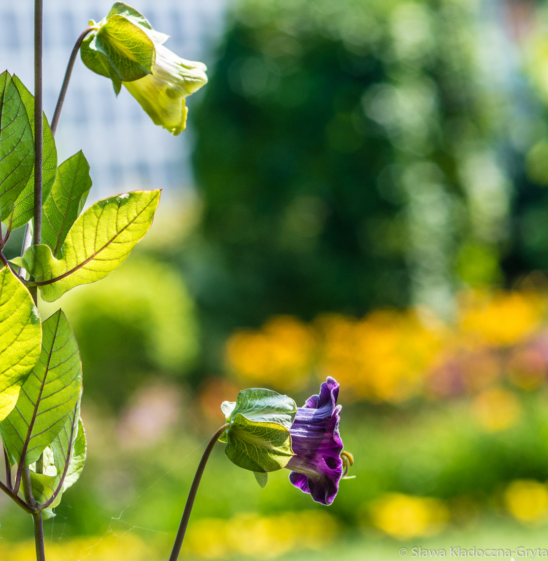 Nikon D7100 + AF Zoom-Nikkor 70-210mm f/4 sample photo. Flowers photography