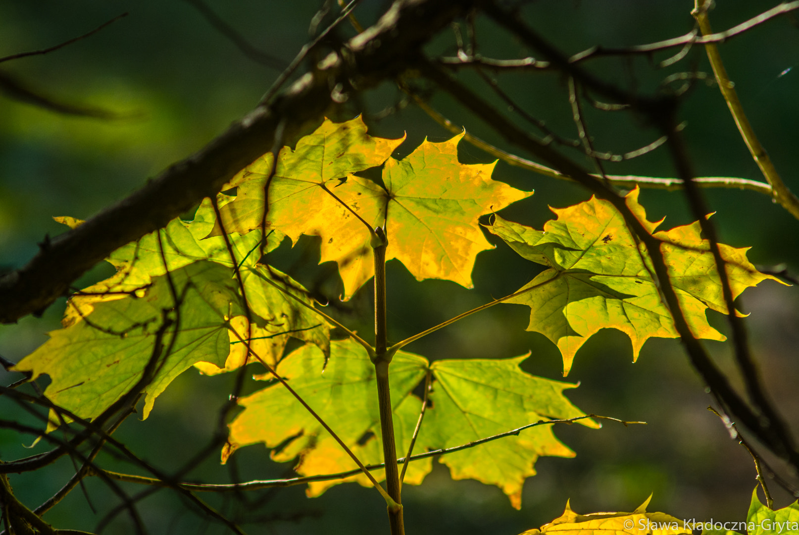 Nikon D7100 + AF Zoom-Nikkor 70-210mm f/4 sample photo. Autumn photography