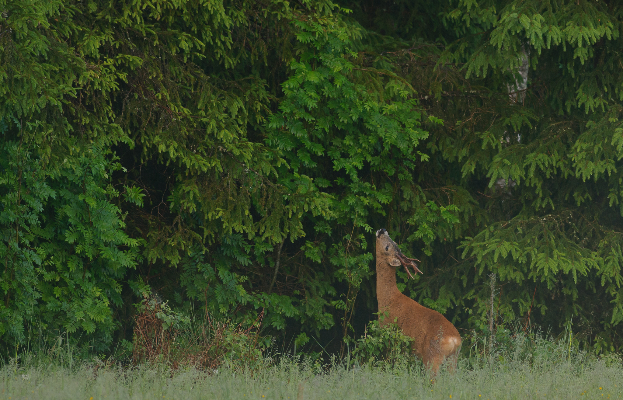 Nikon AF-S Nikkor 300mm F2.8G ED VR II sample photo. Roebuck reaching up for leaves photography