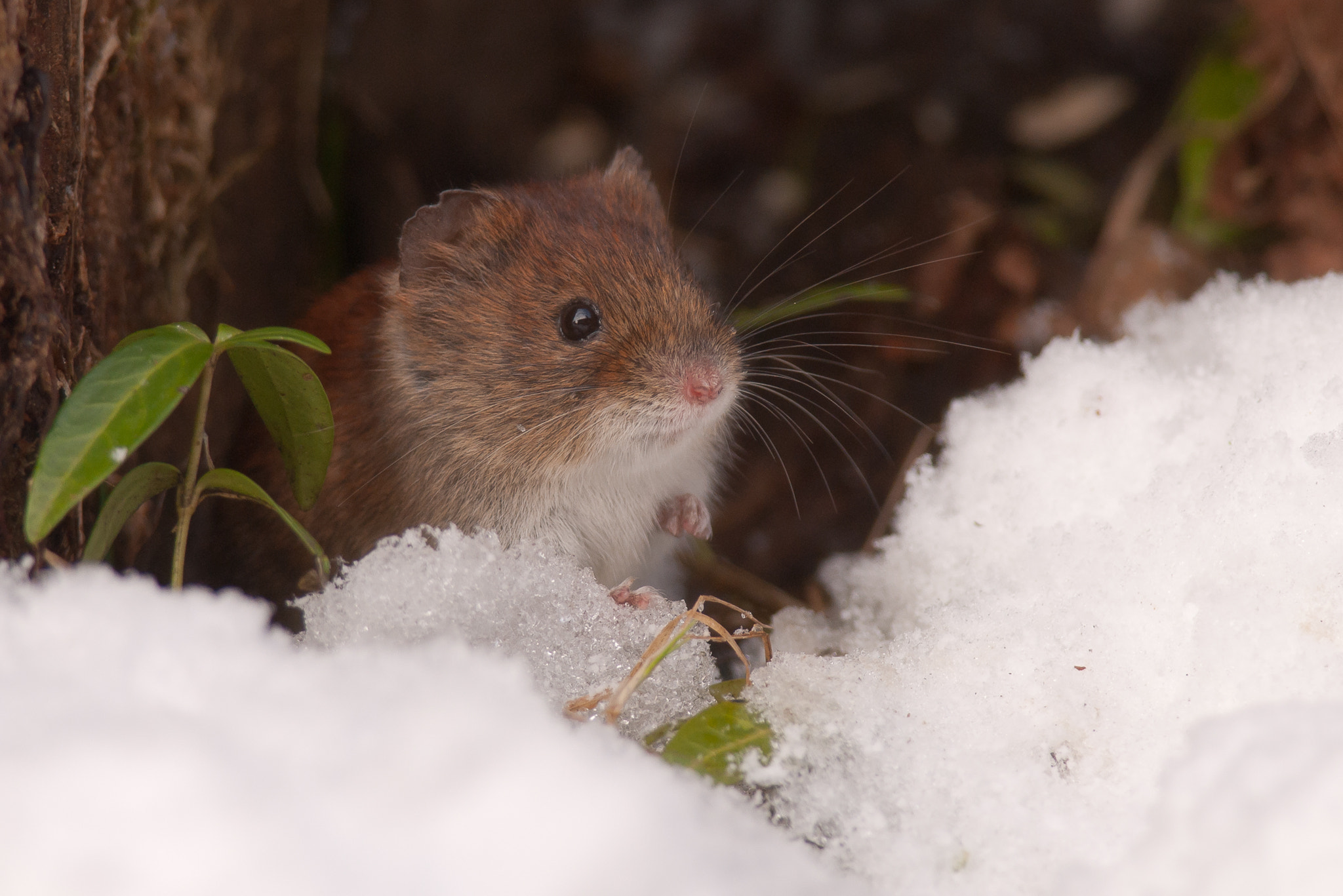 Nikon D200 + Nikon AF-S Nikkor 300mm F4D ED-IF sample photo. Bank vole in snow photography