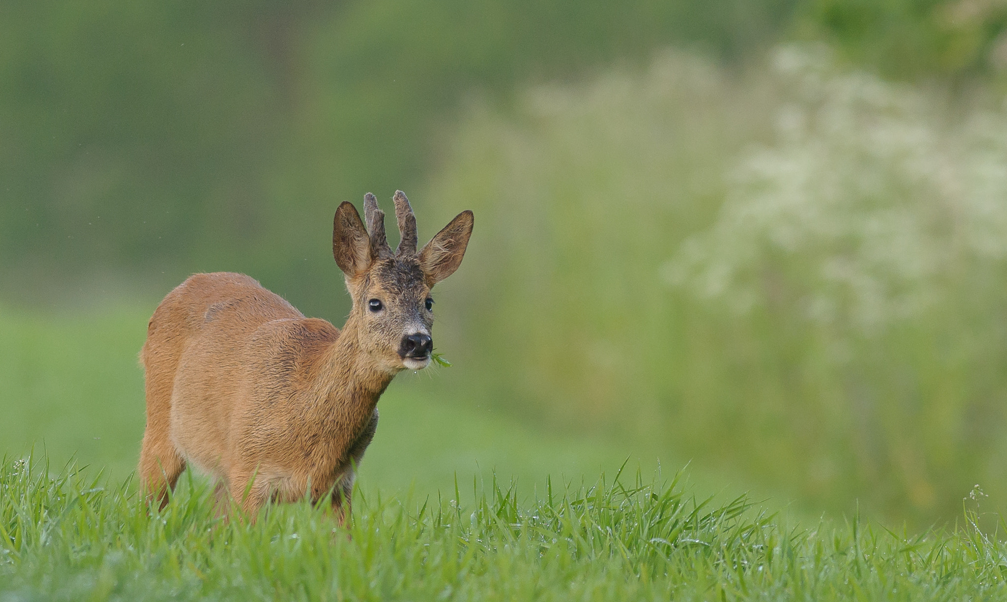 Nikon AF-S Nikkor 300mm F2.8G ED VR II sample photo. Wet roebuck photography