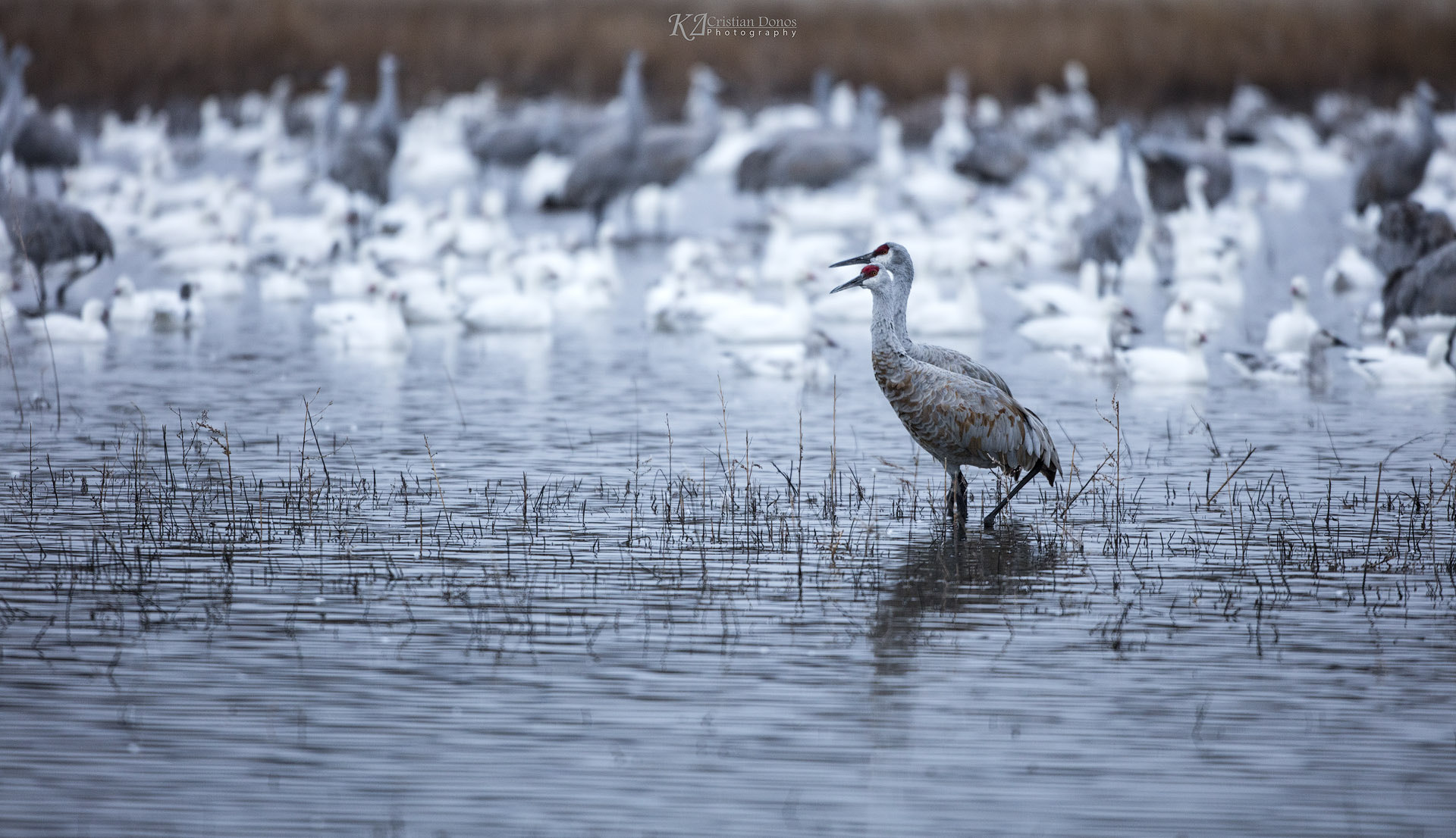 Canon EOS 5DS R + Canon EF 500mm F4L IS USM sample photo. Sandhill cranes photography