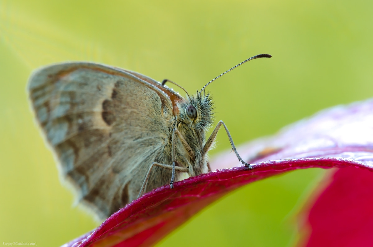 Sigma 150mm F2.8 EX DG Macro HSM sample photo. Butterfly. photography
