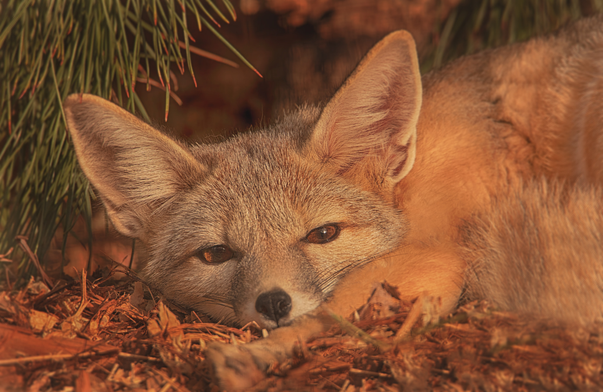 Canon EOS 5DS sample photo. San joaquin kit fox photography
