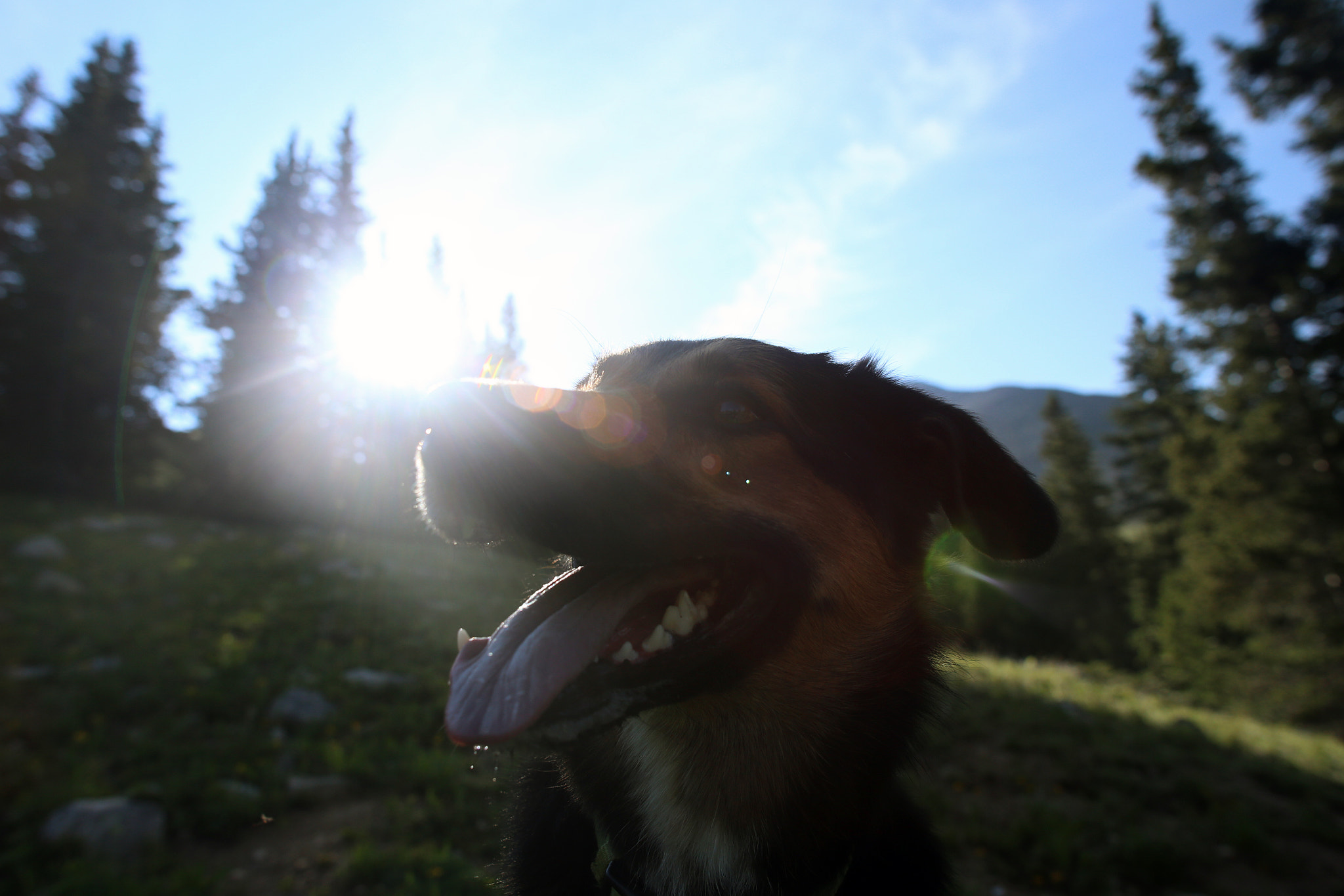 Canon EOS 6D + Sigma 24mm f/1.8 DG Macro EX sample photo. Bentley after hike photography