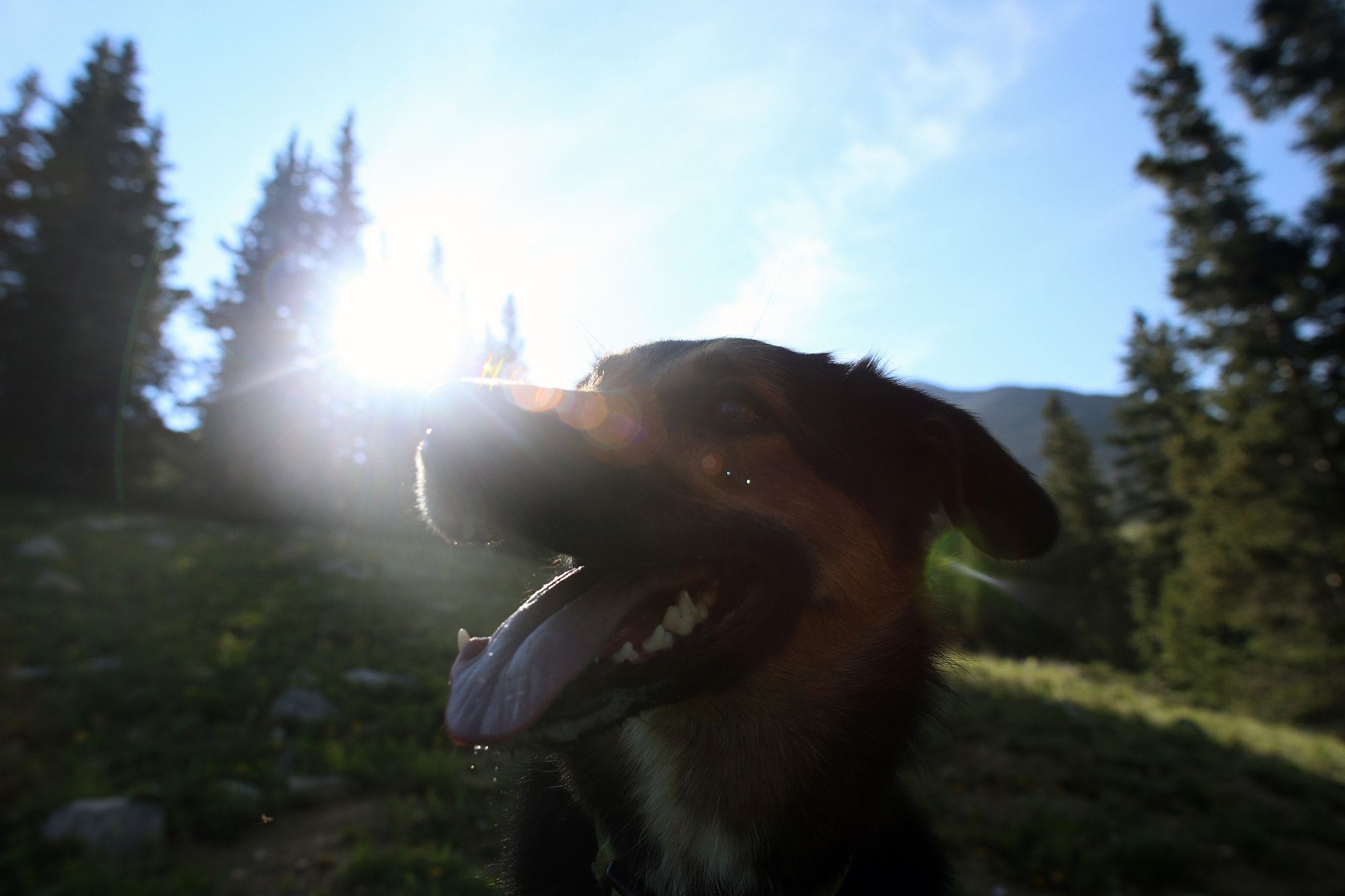 Sigma 24mm f/1.8 DG Macro EX sample photo. Bentley after hike photography