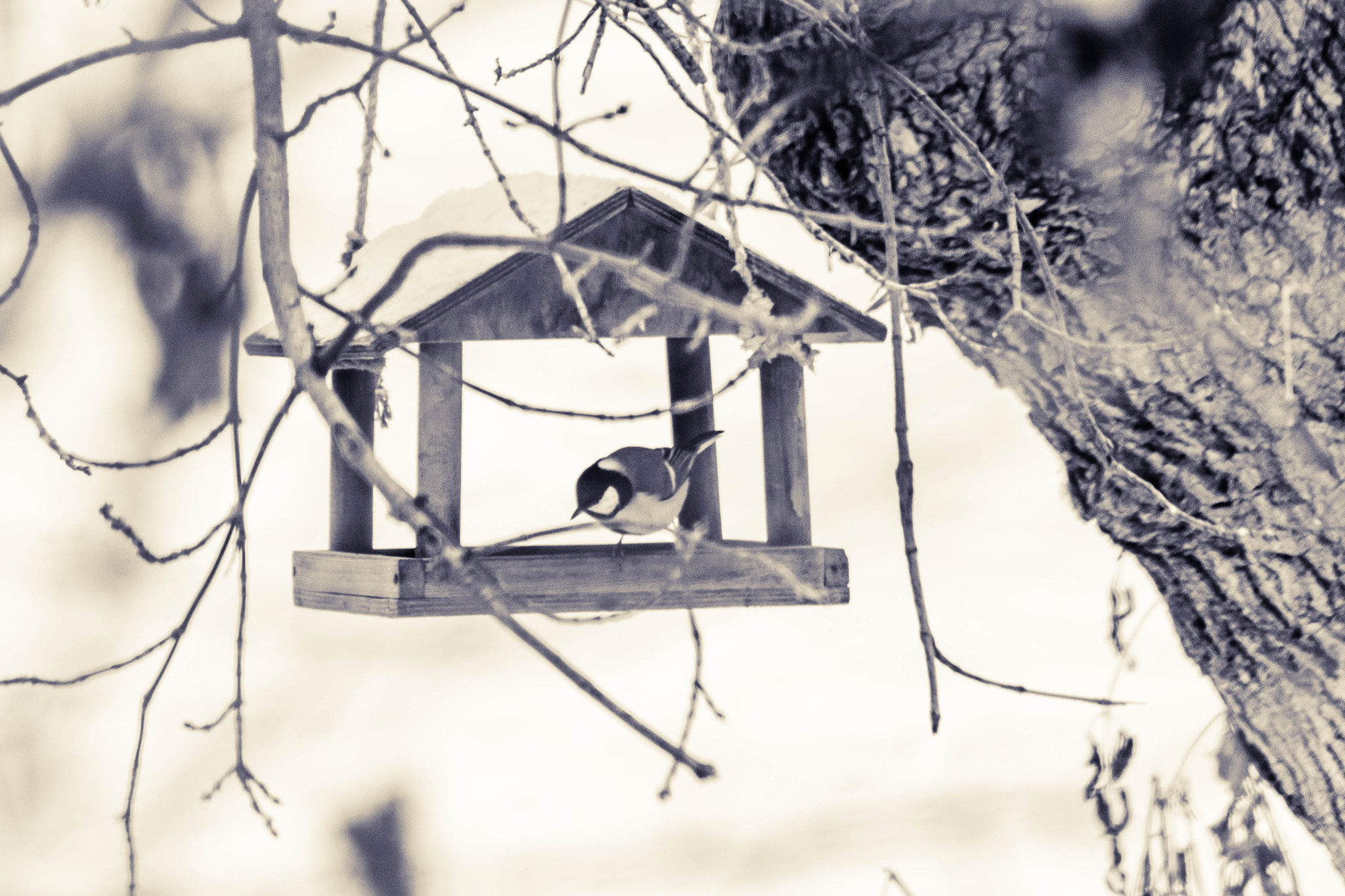 Canon EF 75-300mm f/4-5.6 USM sample photo. Кормушка photography