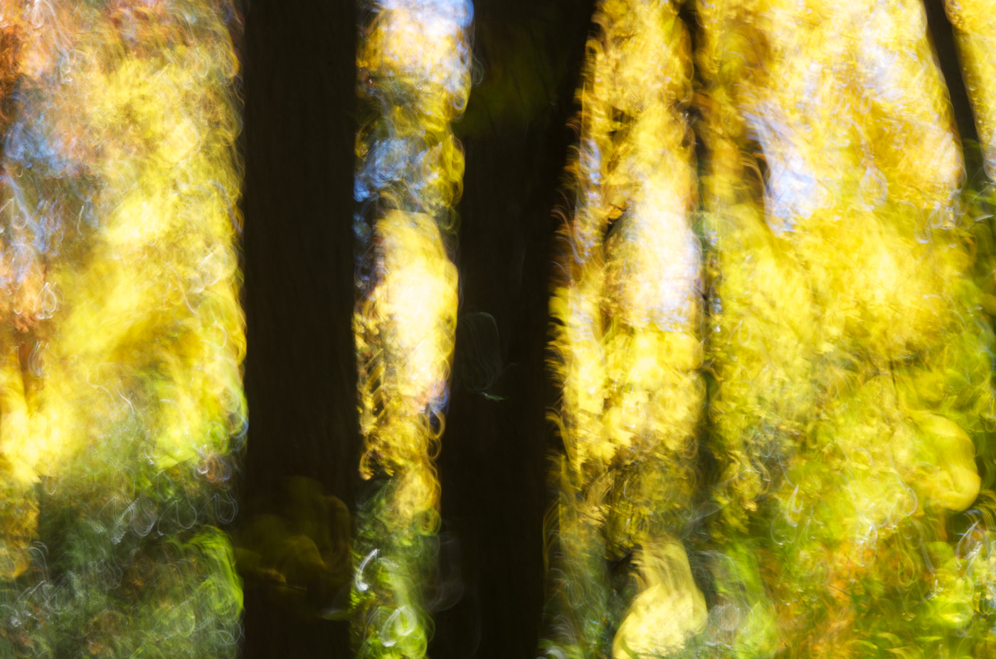 smc PENTAX-FA Macro 100mm F2.8 sample photo. Dream state (2015) photography