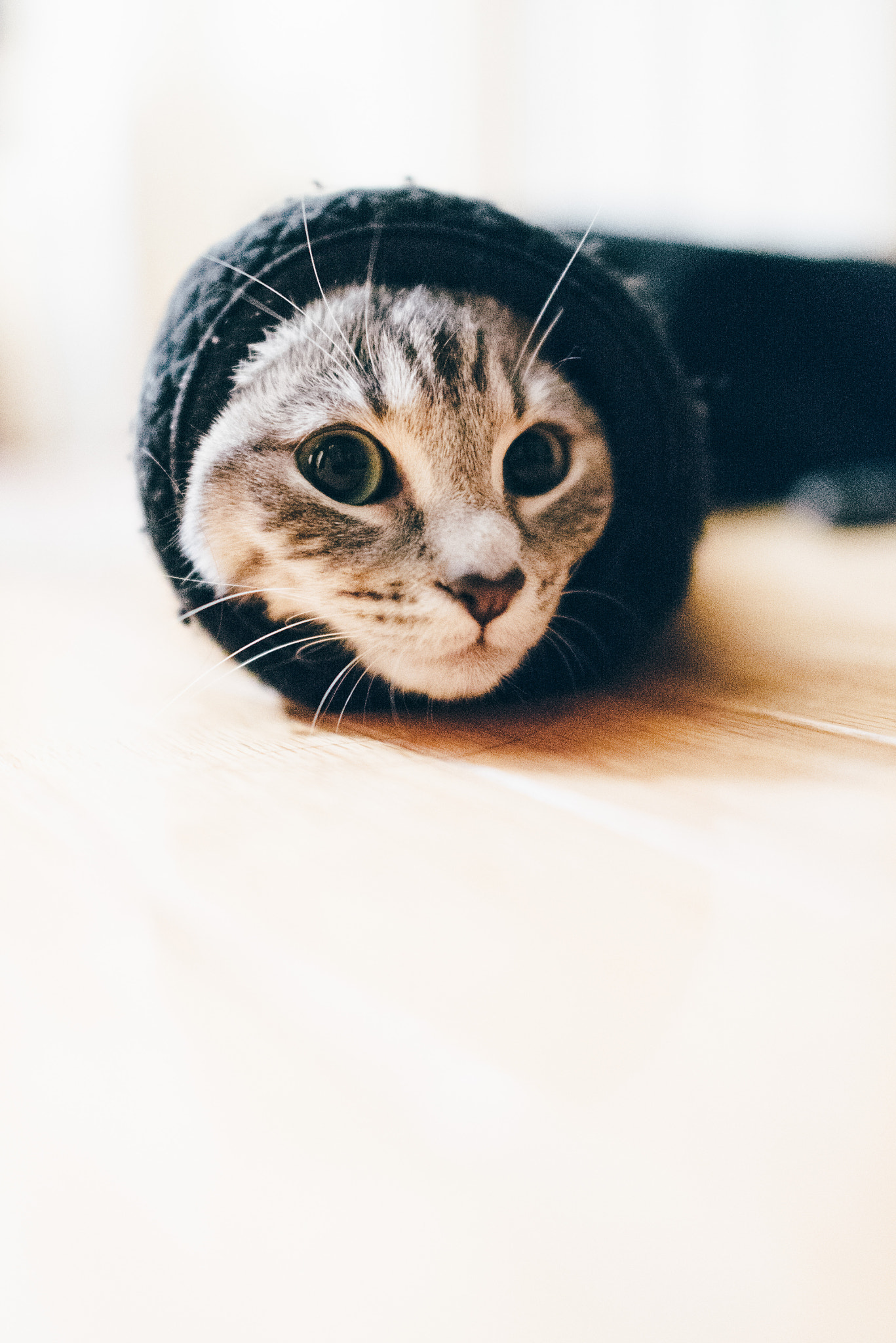 Nikon D600 + Nikon AF-S Nikkor 24mm F1.4G ED sample photo. __kitty hiding in a sleeve__ photography