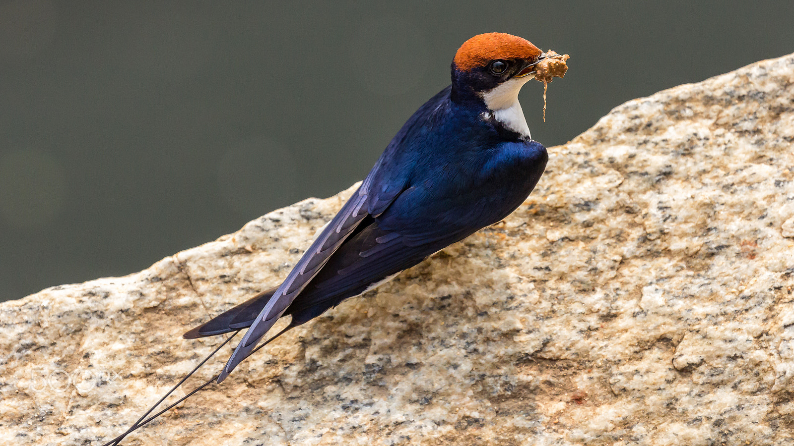 Canon EF 100-400mm F4.5-5.6L IS II USM sample photo. Swallow with nest building material....!!! photography